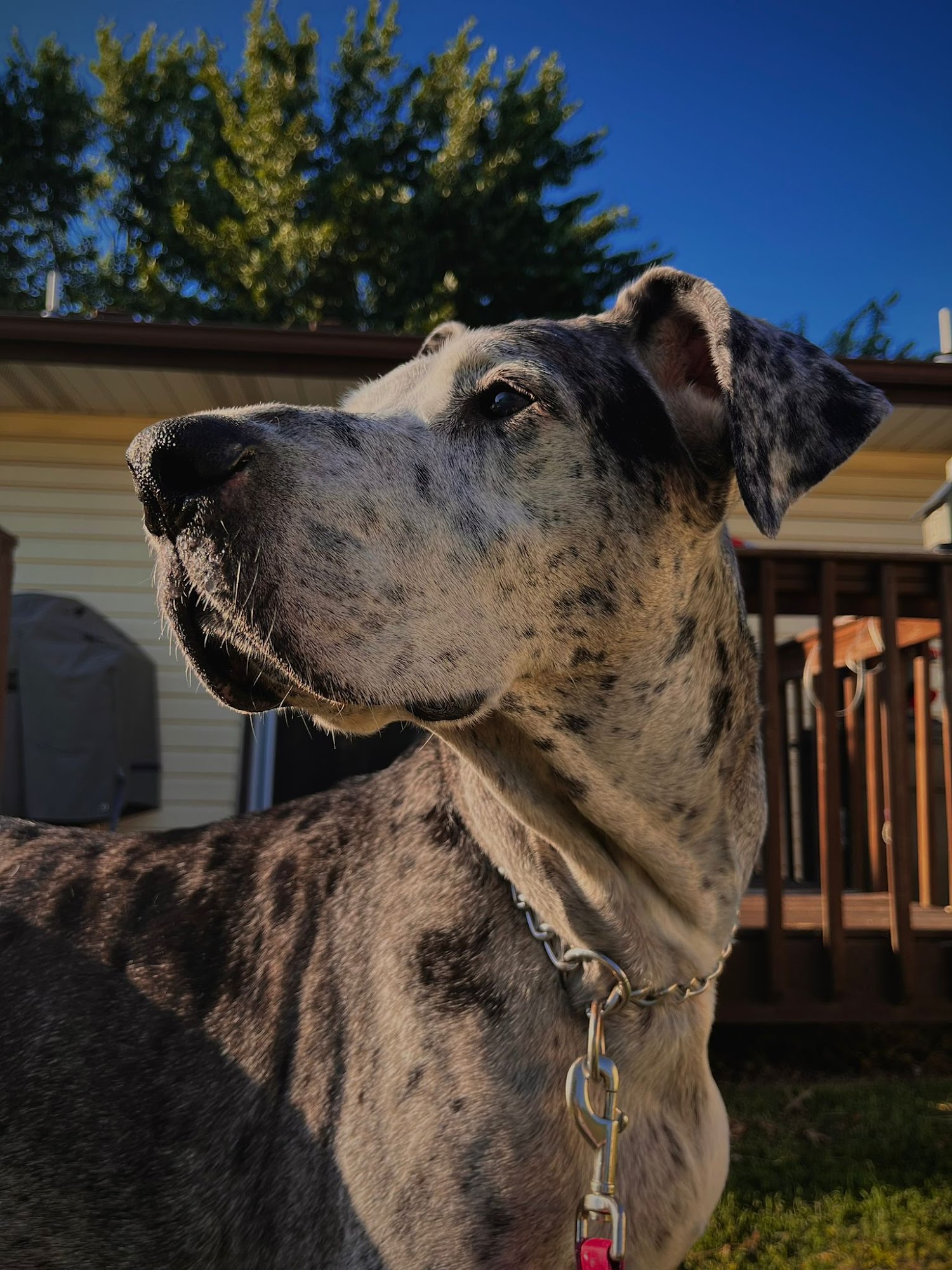 Best Friends Animal Hospital Ozark