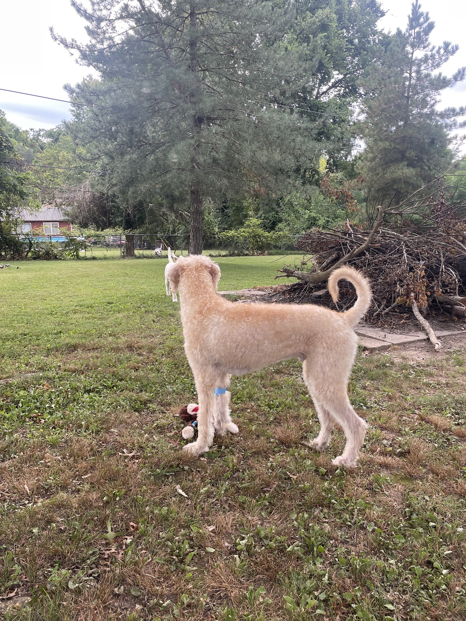 Animal Clinic of the Ozarks Ozark