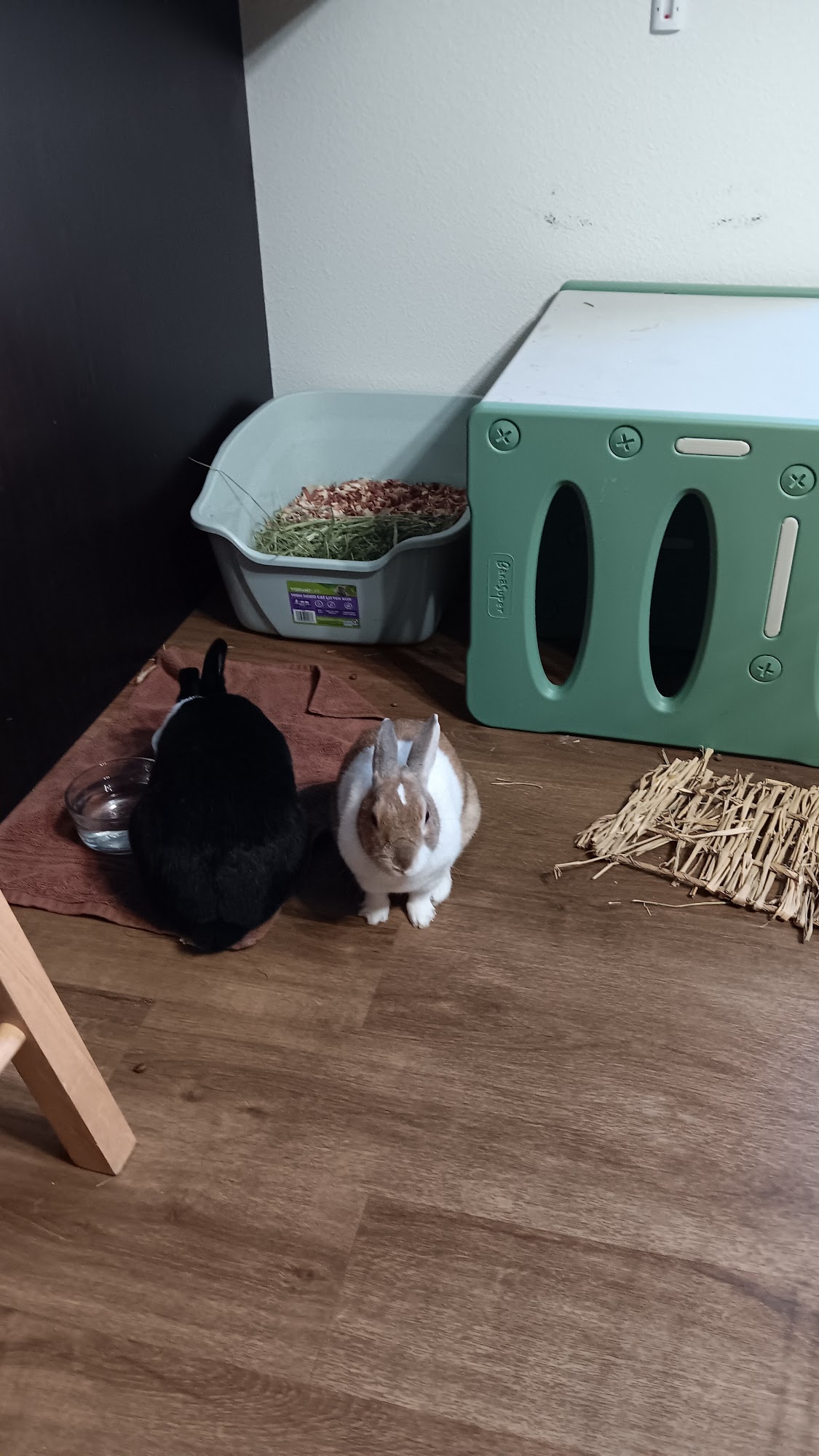 Ketchem Rebecca DVM 1802 MO-14 E, Ozark Missouri 65721