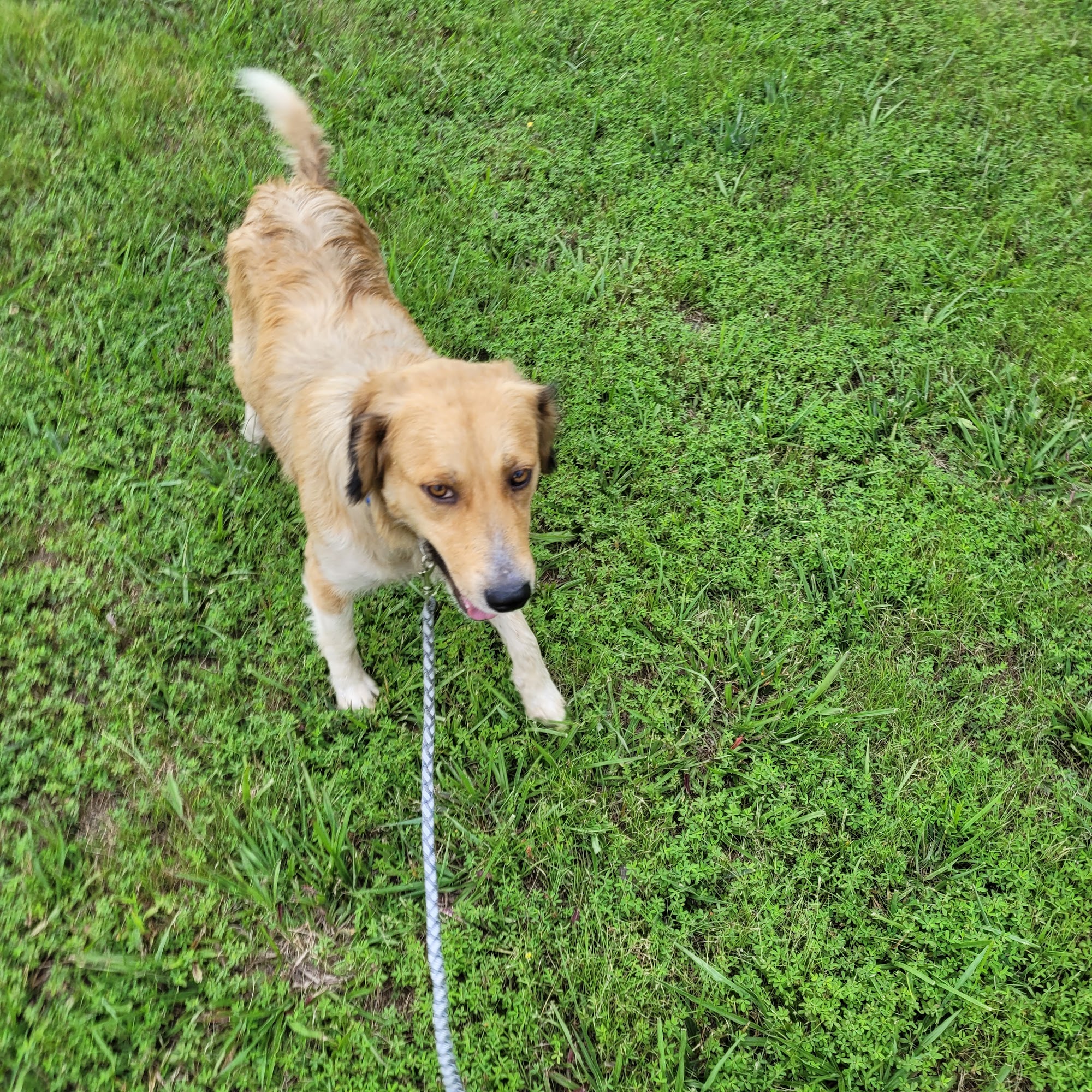 Ozark Veterinary Clinic Ozark