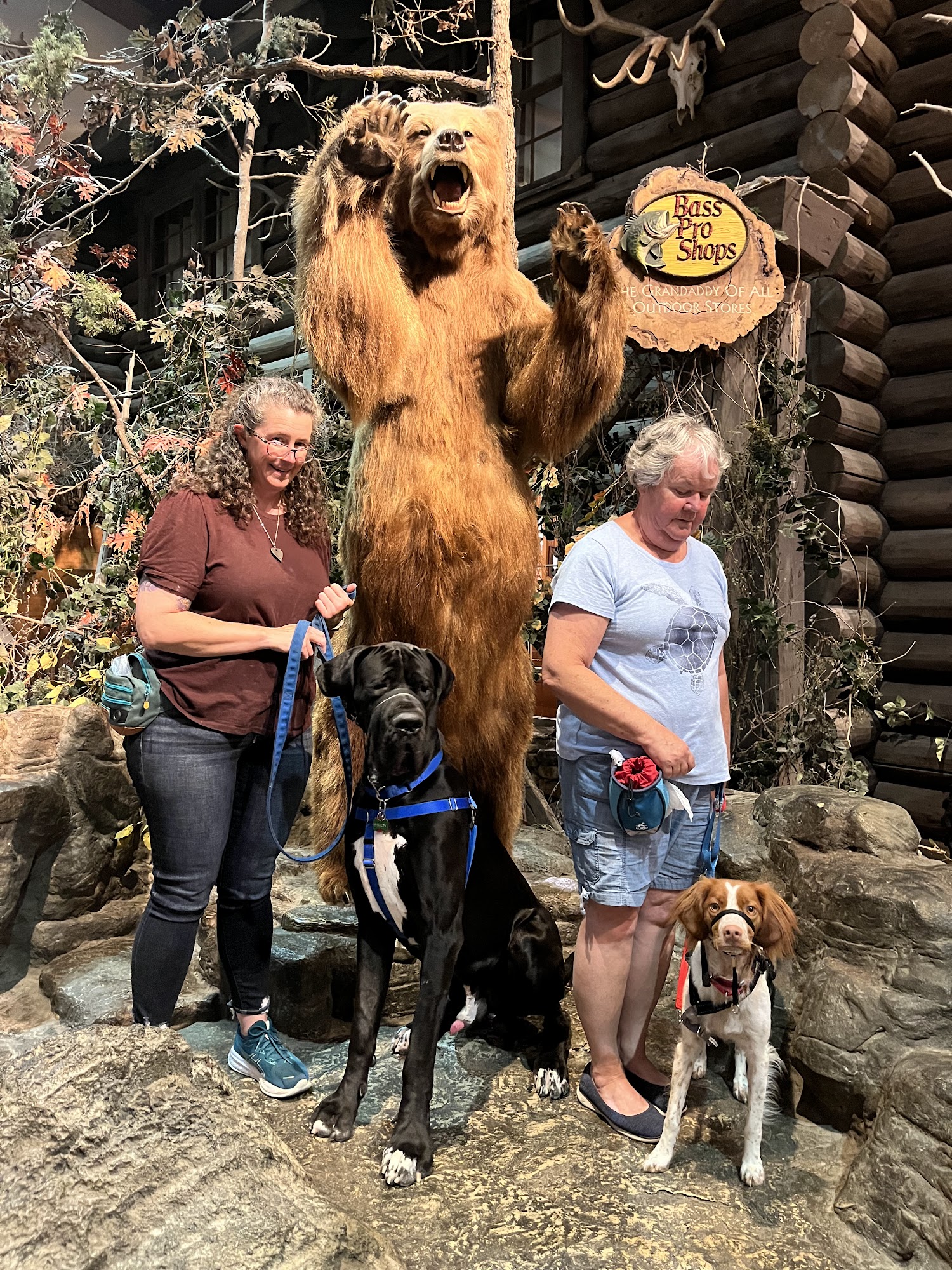 Springfield Side Kick Dog Training, Boarding, Daycare & Grooming Ozark