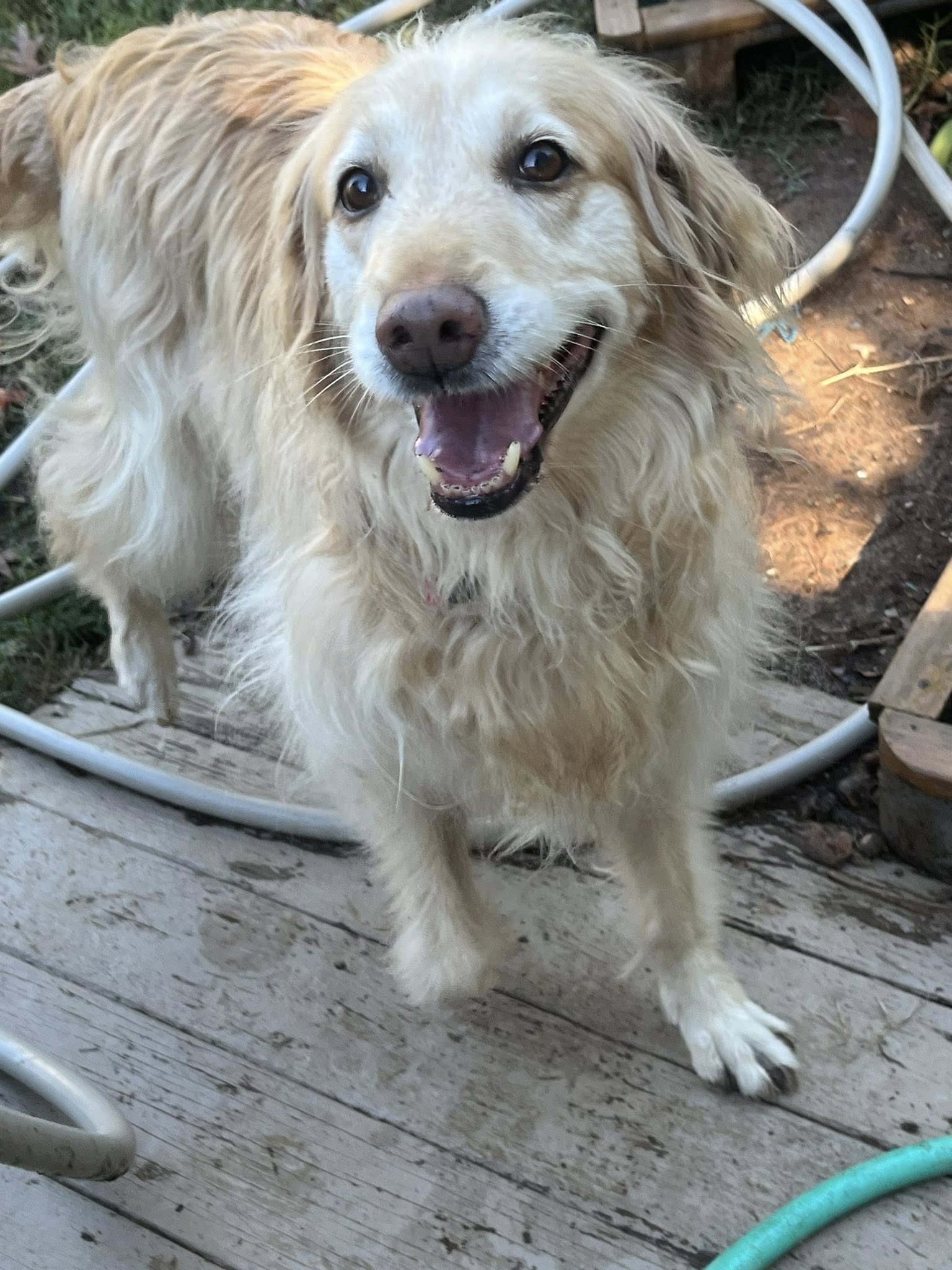 Fido's Bed n Biscuit LLC Ozark