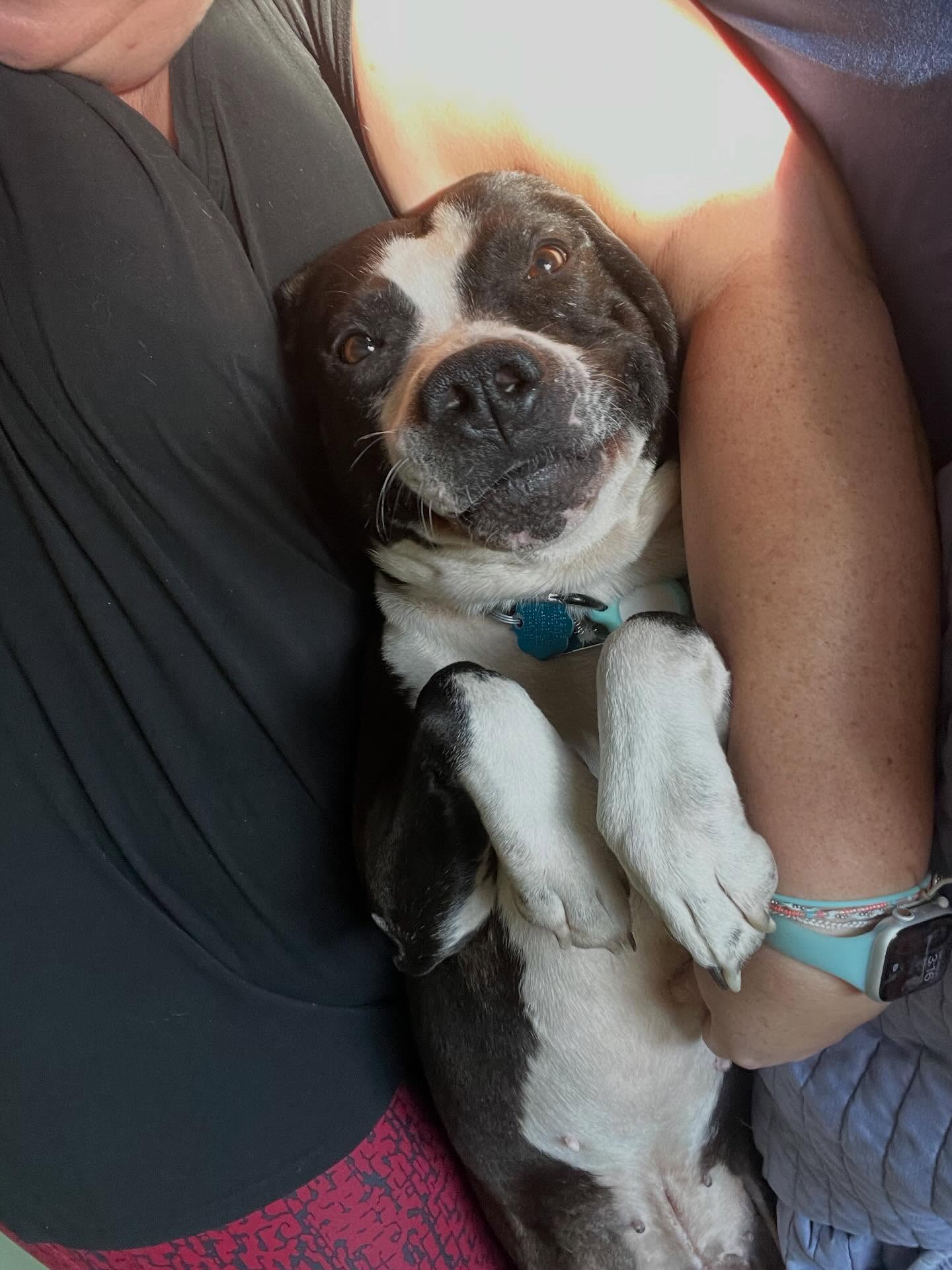 Fido's Bed n Biscuit LLC Ozark