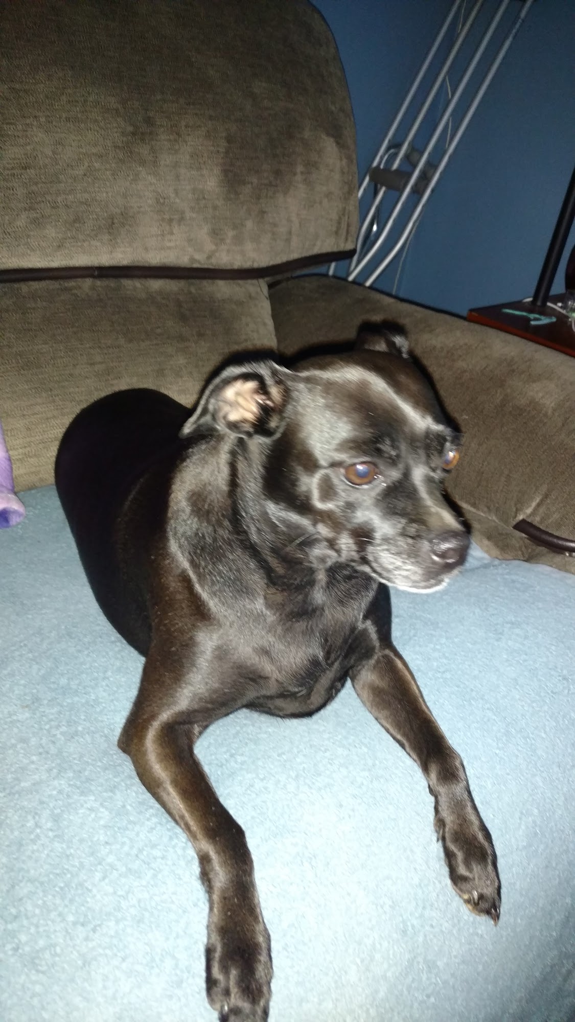 Pacific Animal Hospital Pacific