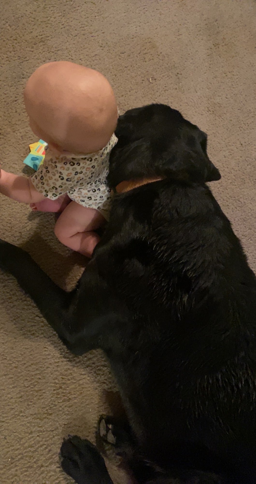 Canton Veterinary Clinc- Palmyra Palmyra