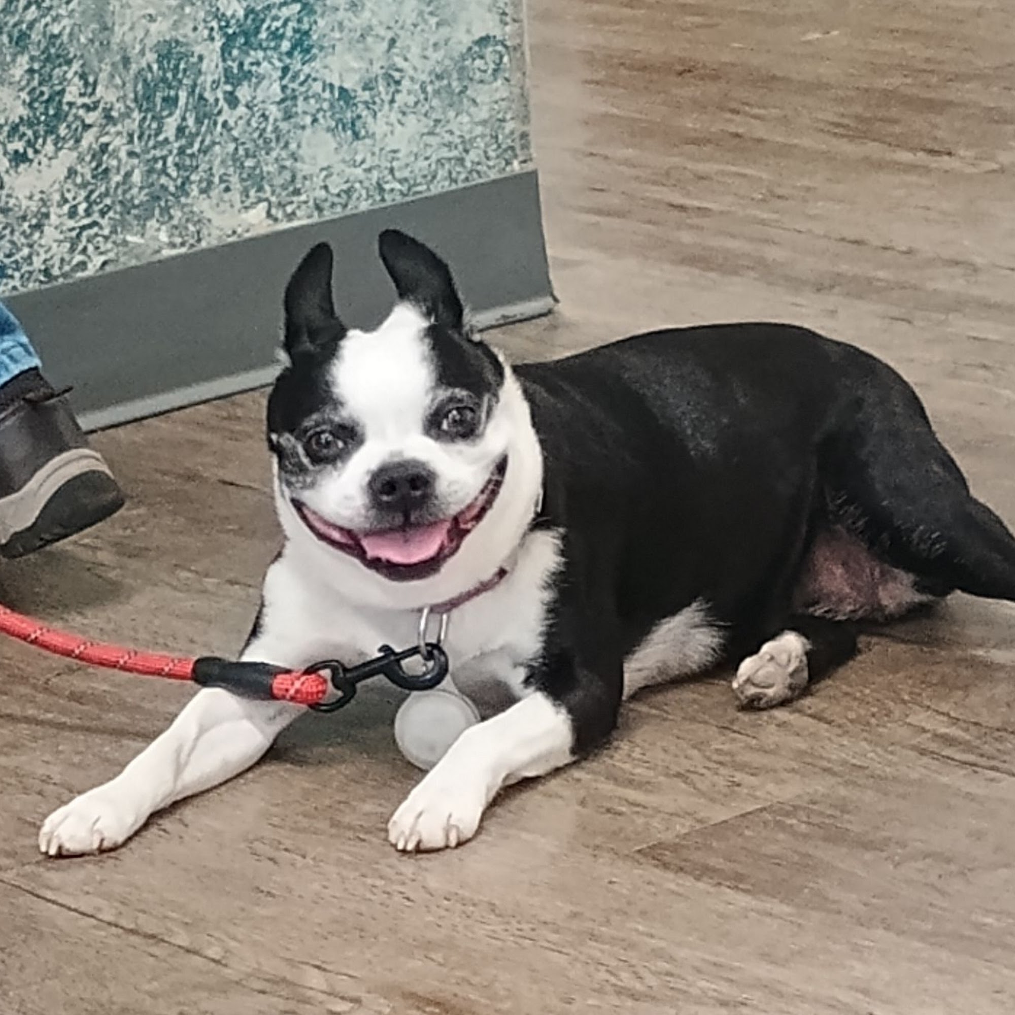 Palmya Veterinary Clinic, LLC Palmyra