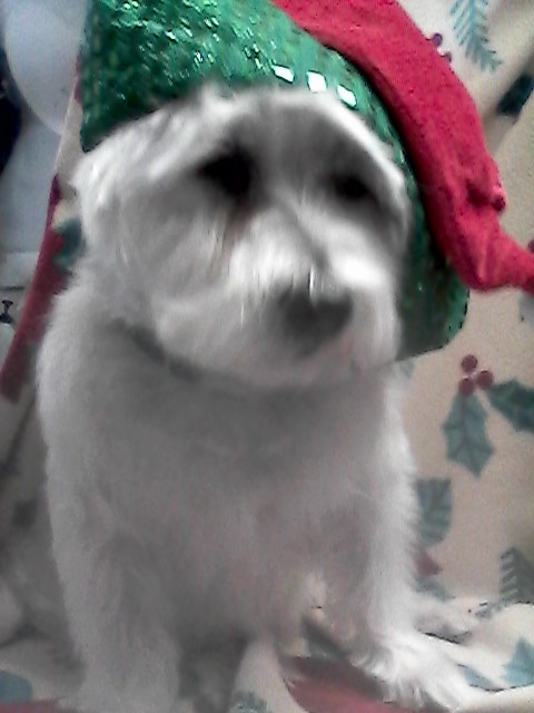 Classic Canine Cuts Palmyra