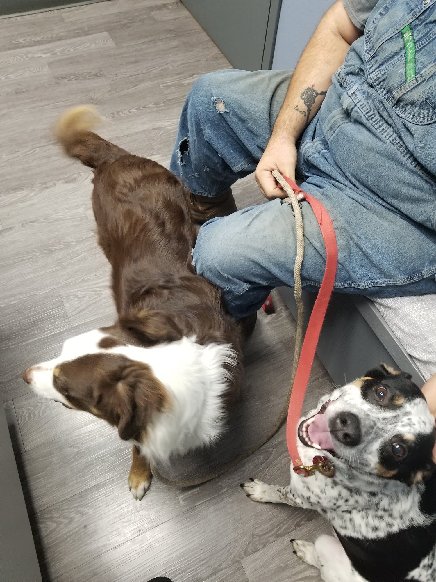 Animal Medical Ctr of Park Hills Park Hills