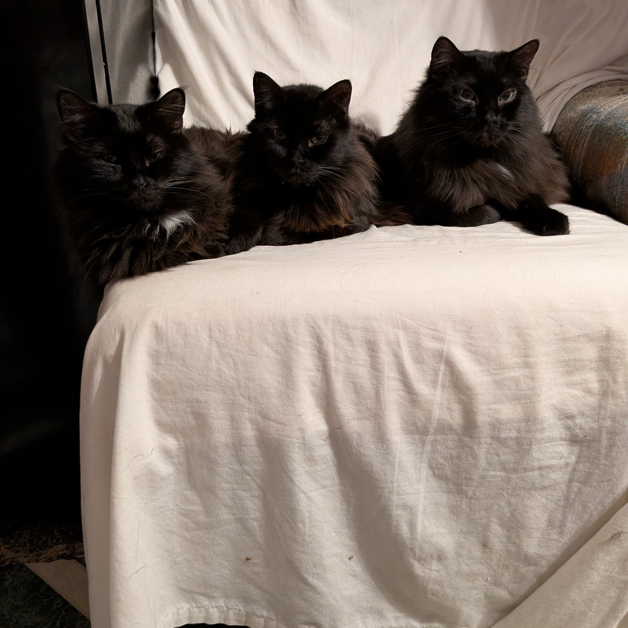 Animal Medical Ctr of Park Hills Park Hills