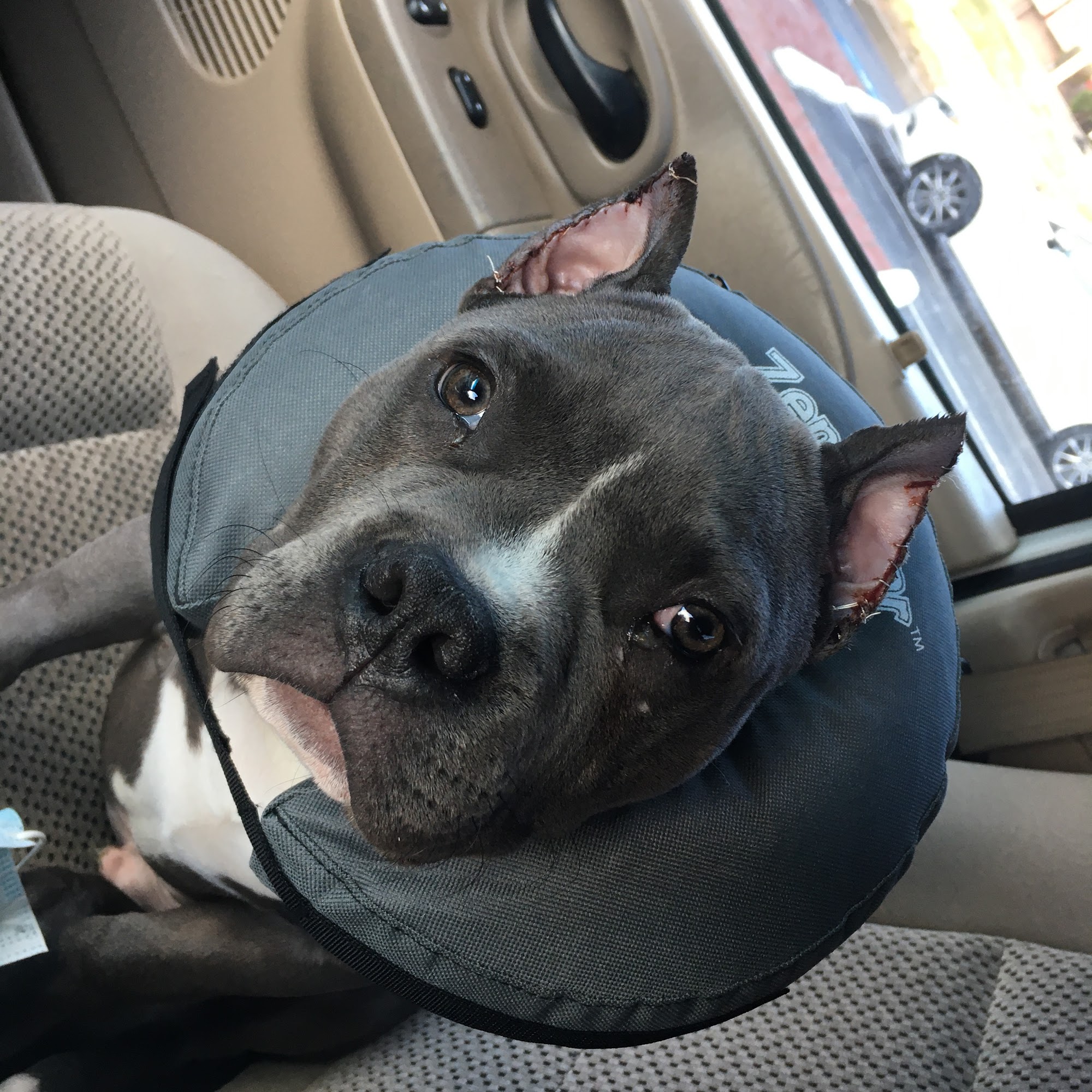 Taylor Animal Hospital of Parkville Parkville