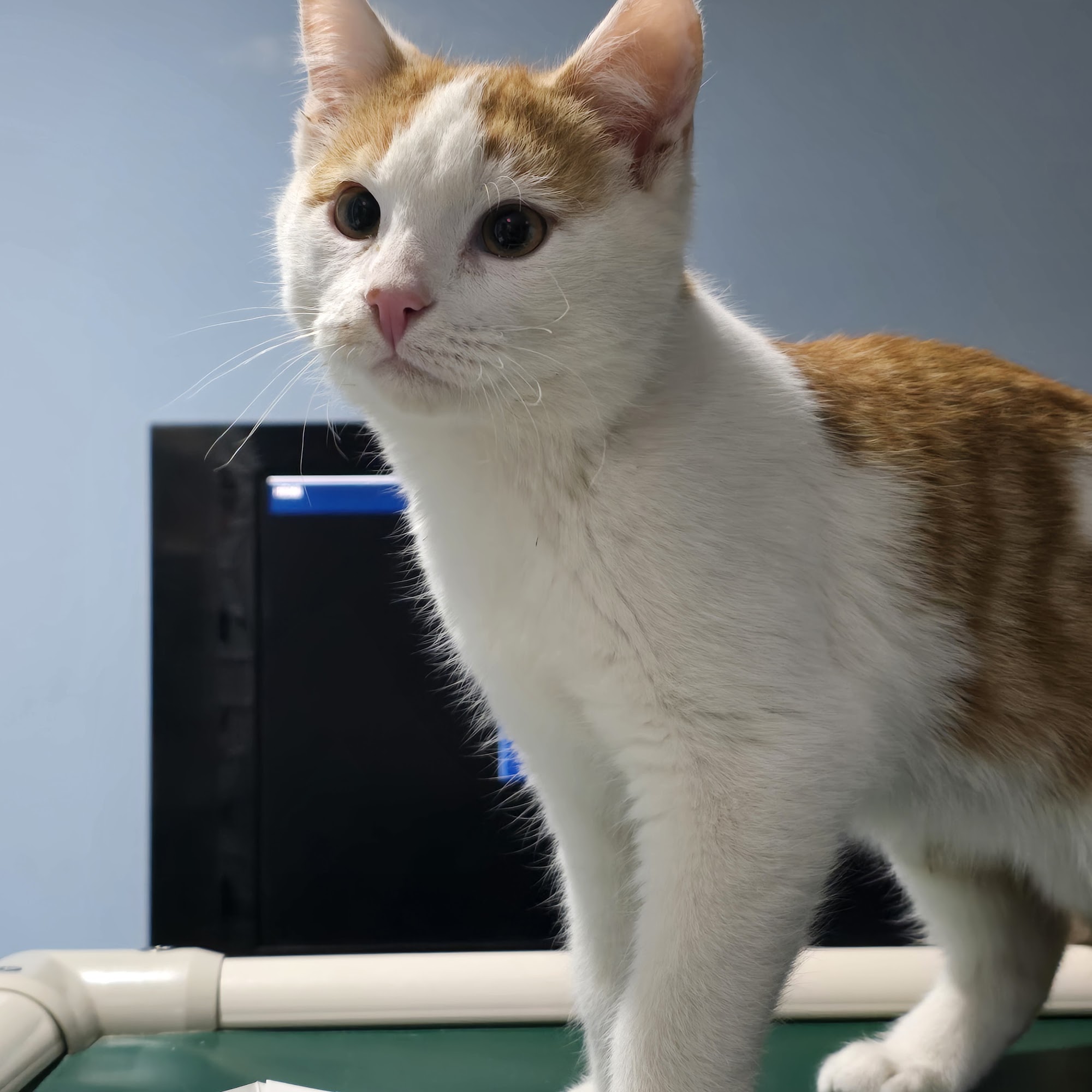 Friends of Parkville Animal Parkville