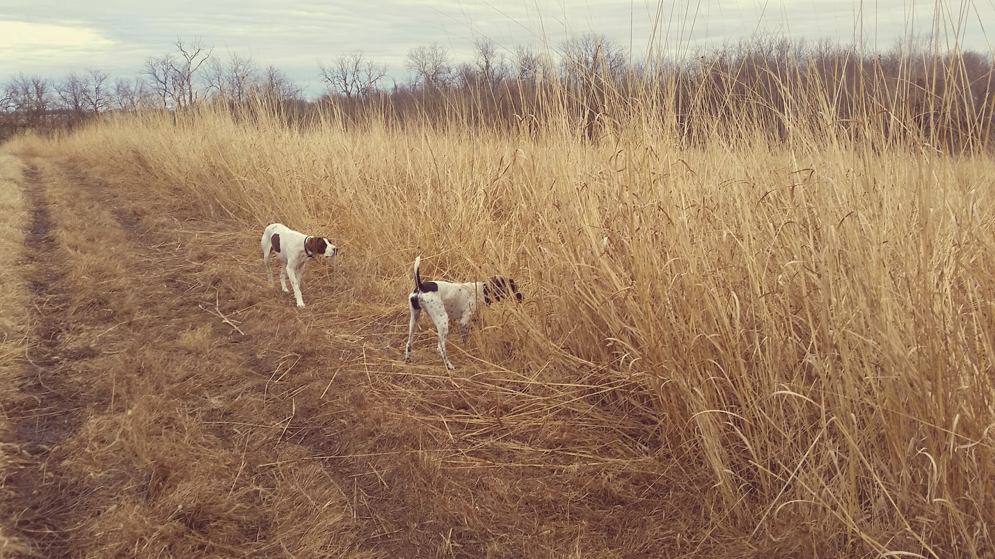Baiers Den Kennels & Shooting Peculiar