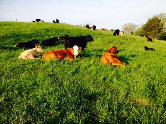 Three Spring Farms LLC Perryville