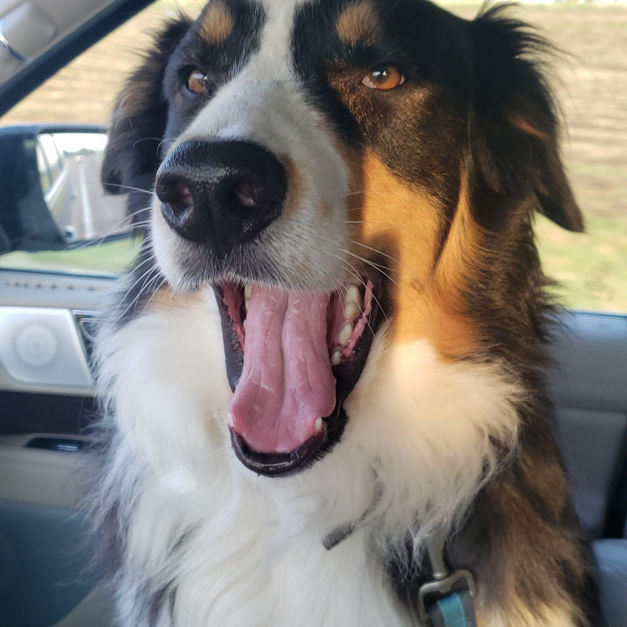 Myers Gerald L DVM Pickering