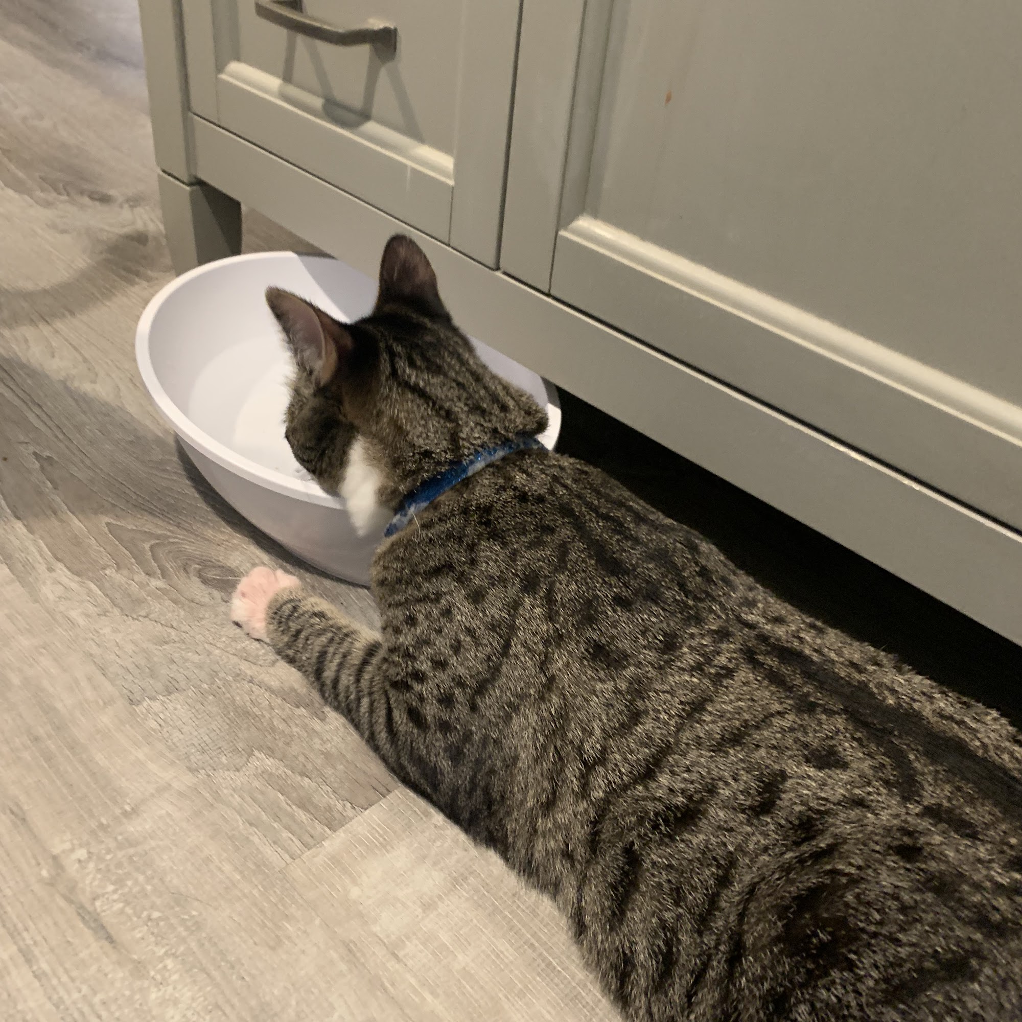 Maple Hill Animal Hospital Platte City