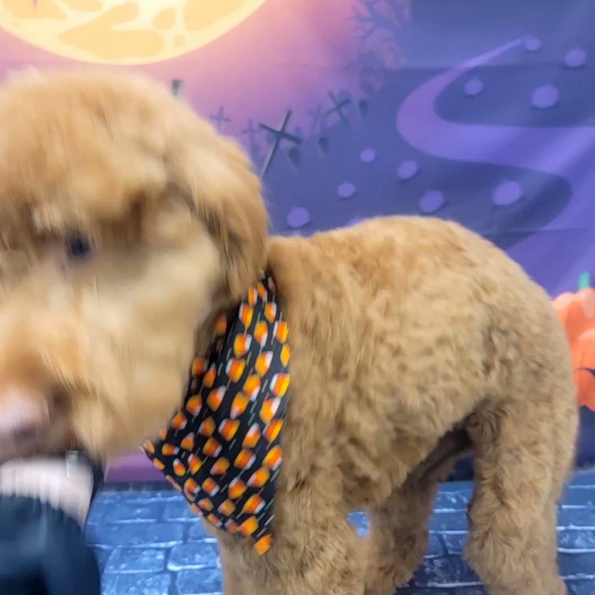 Groovy Grooming by Paij Platte City