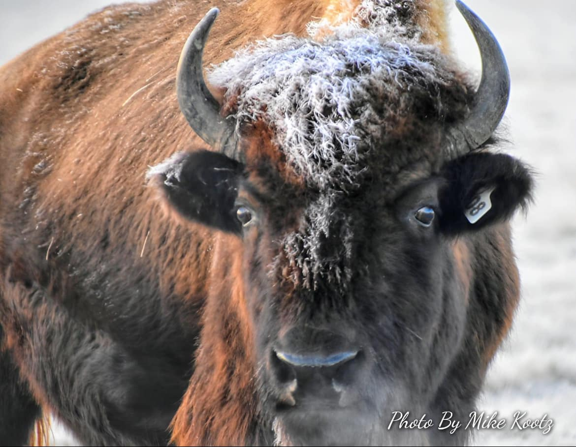 Totem Valley Bison Company Pleasant Hope