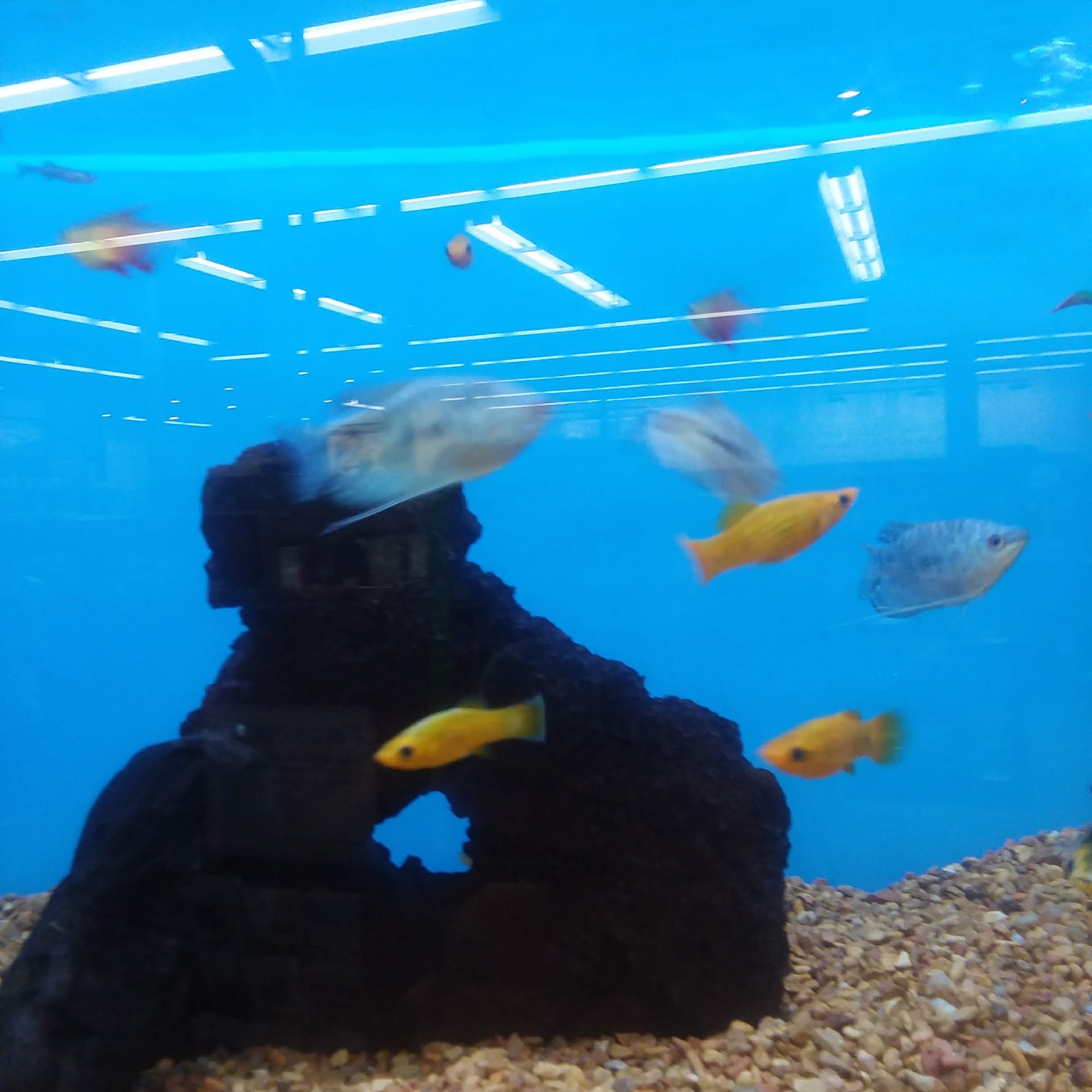 Petco Poplar Bluff
