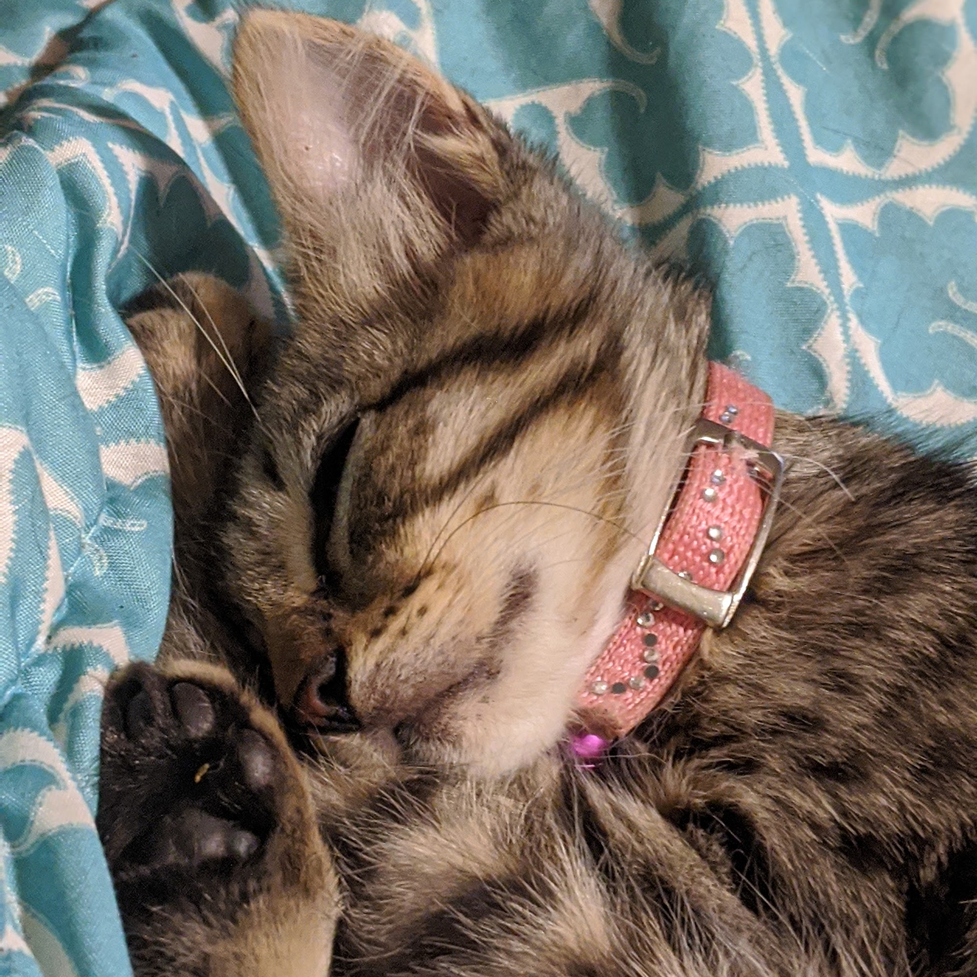 Animal Care Center Poplar Bluff