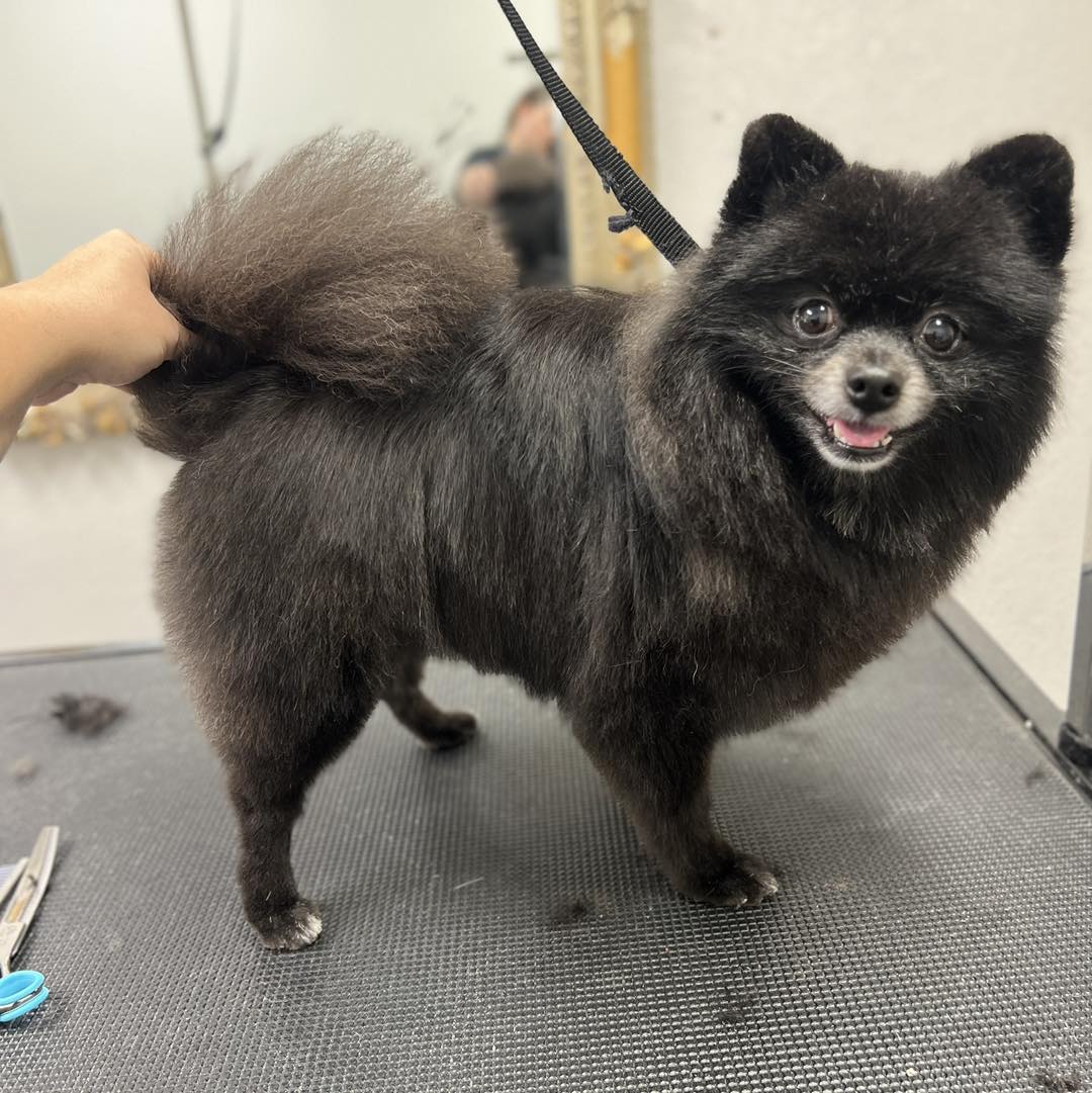 Posh Paws Poplar Bluff