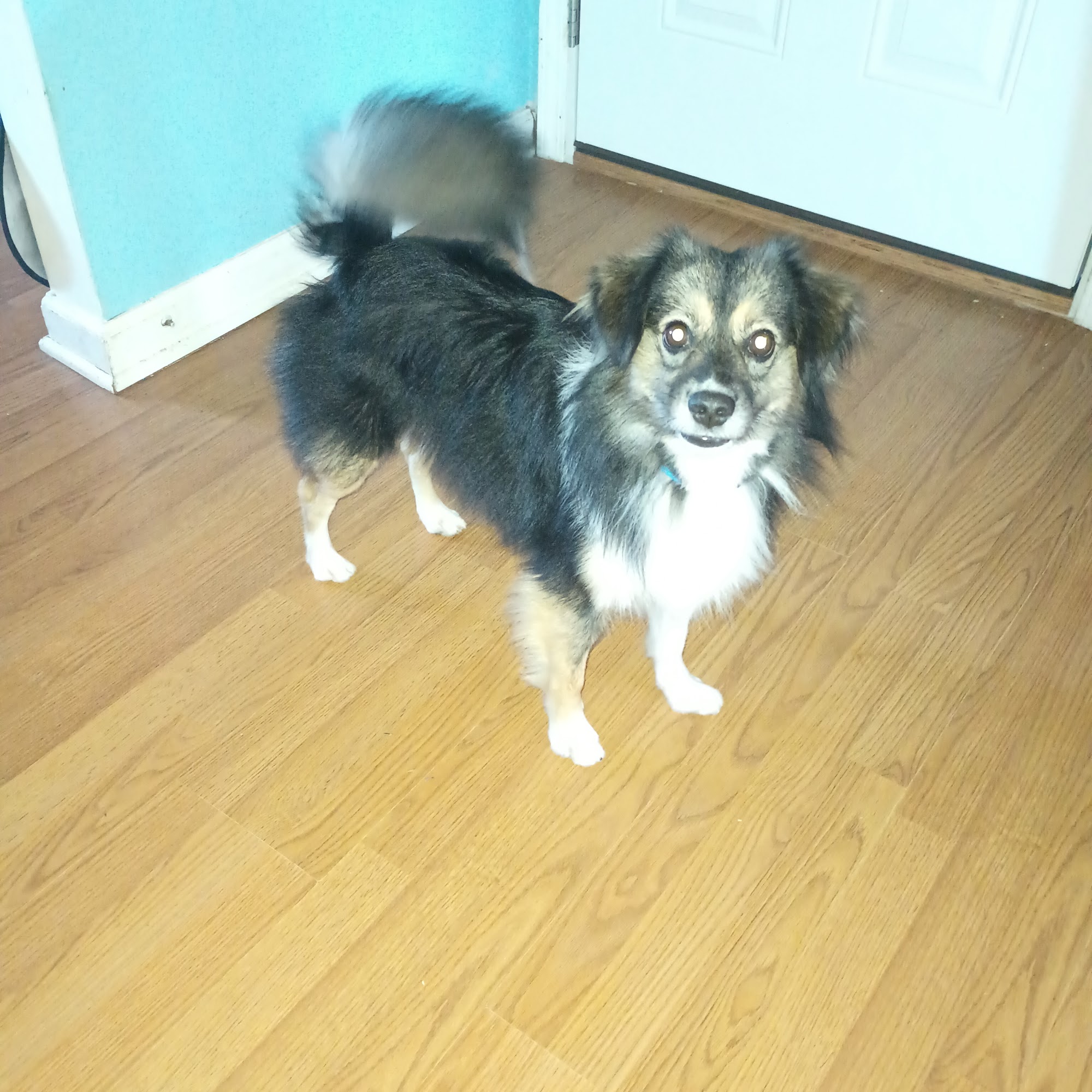 Way2Go Grooming Poplar Bluff