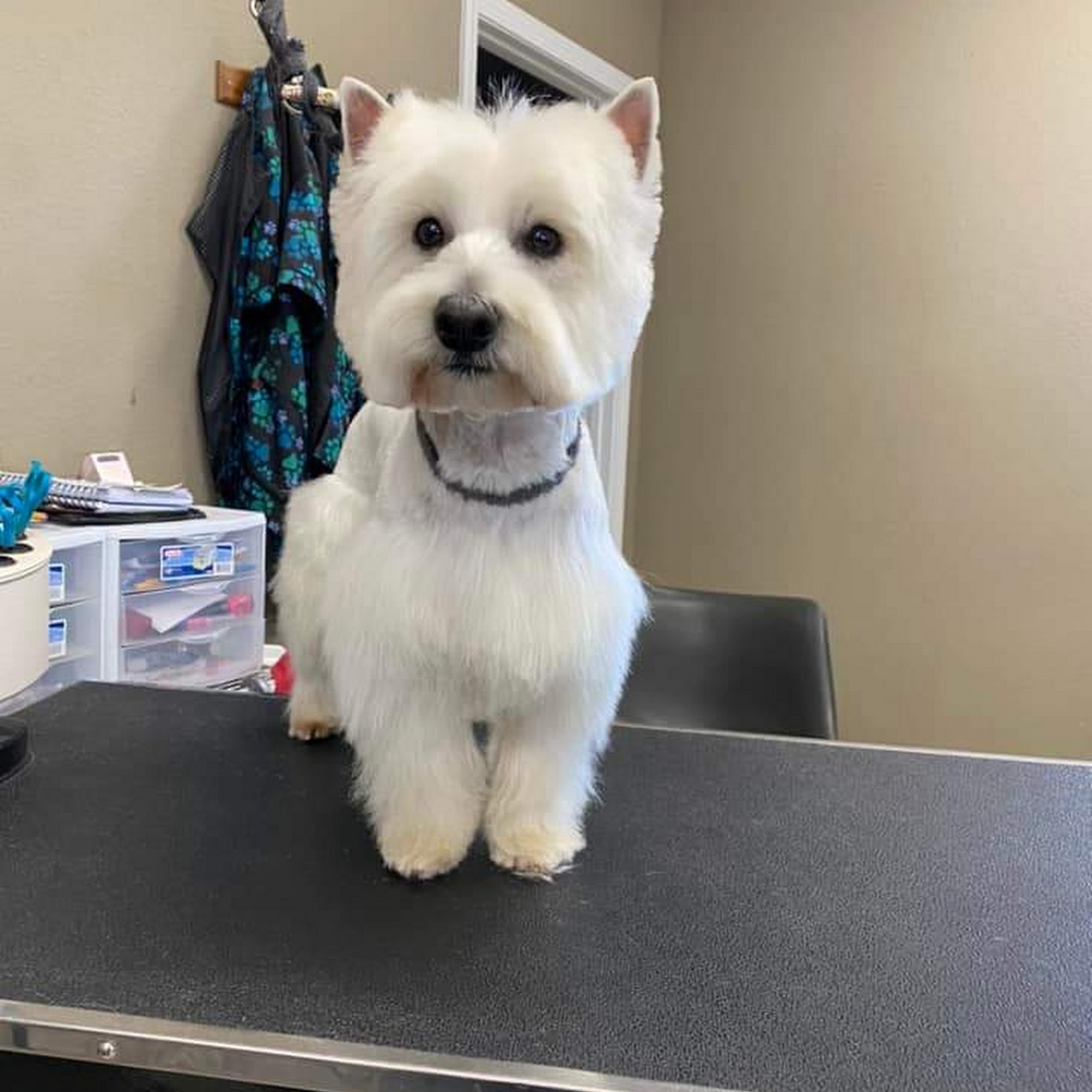 Pampered Paws Grooming & Daycare LLC Poplar Bluff