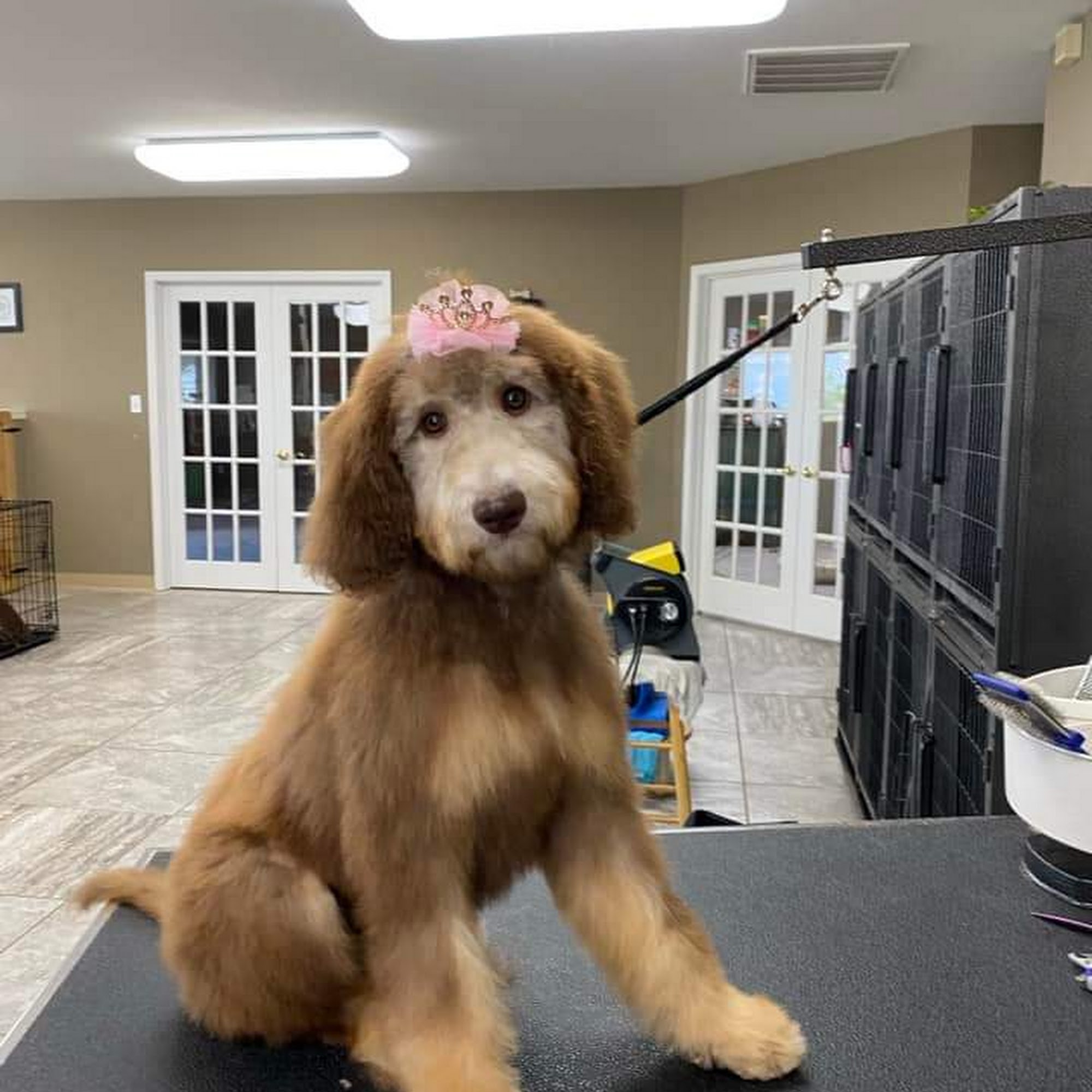 Pampered Paws Grooming & Daycare LLC 1616 S Broadway St, Poplar Bluff Missouri 63901