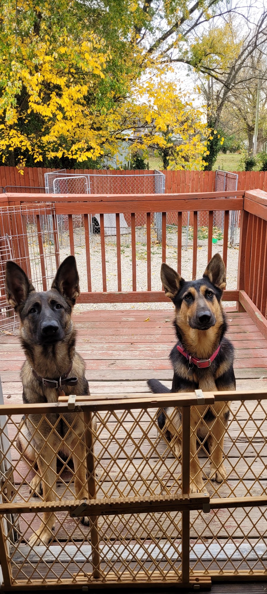 Heads N Tails Pet Grooming Potosi