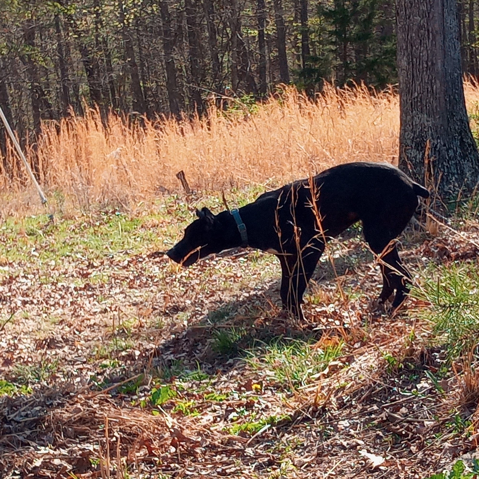 Allen Larry w DVM Potosi