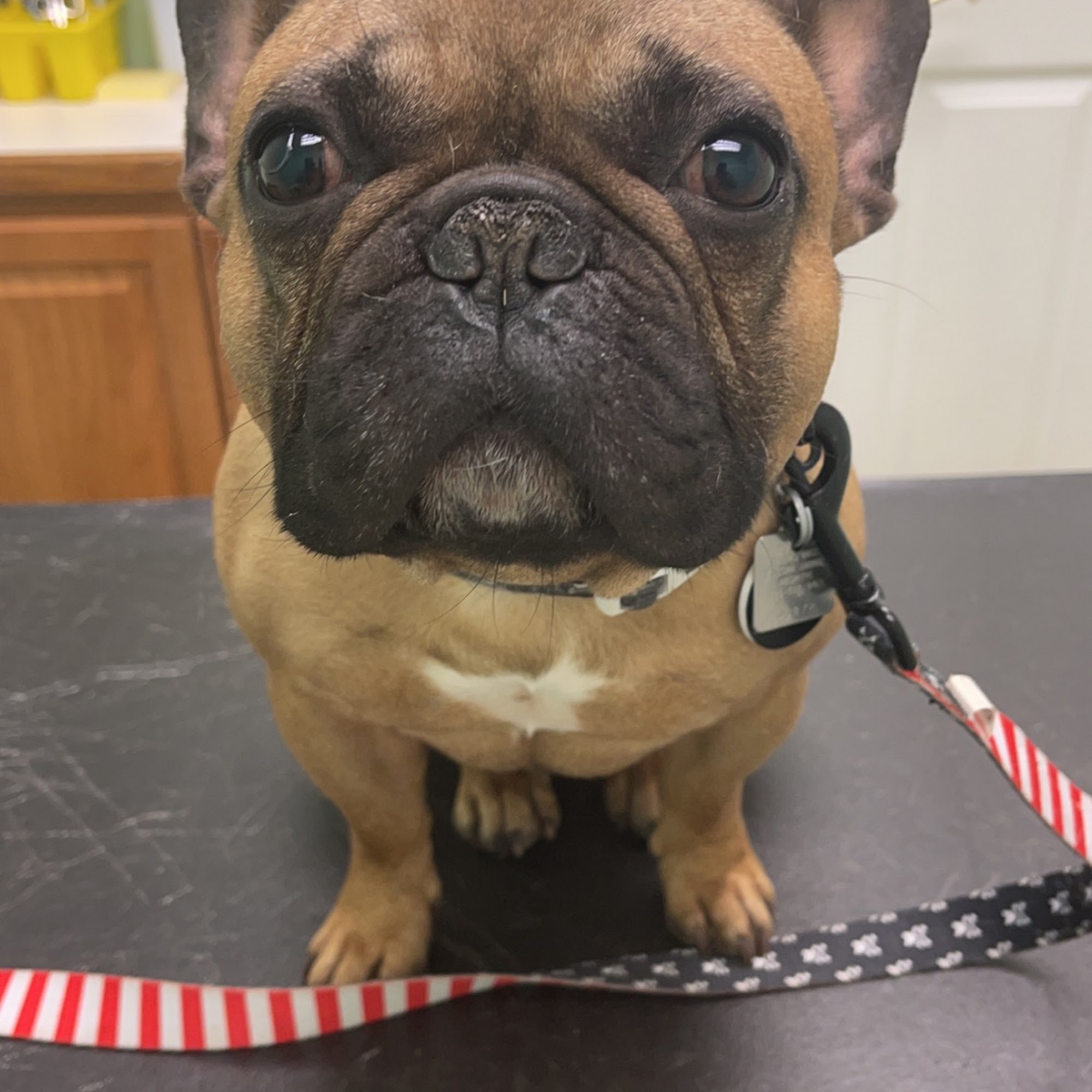 Kennedy's Animal Clinic Raytown