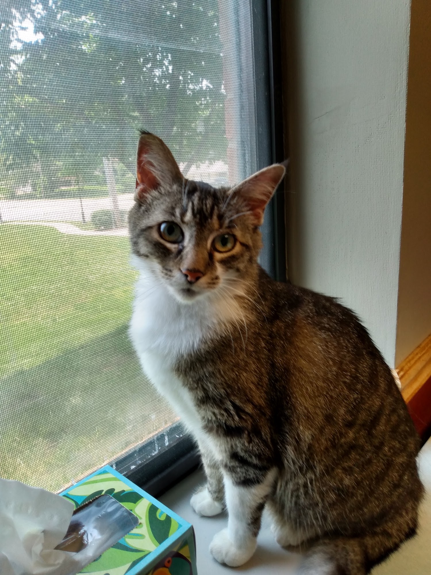 Raytown-Gregory Animal Health Center Raytown