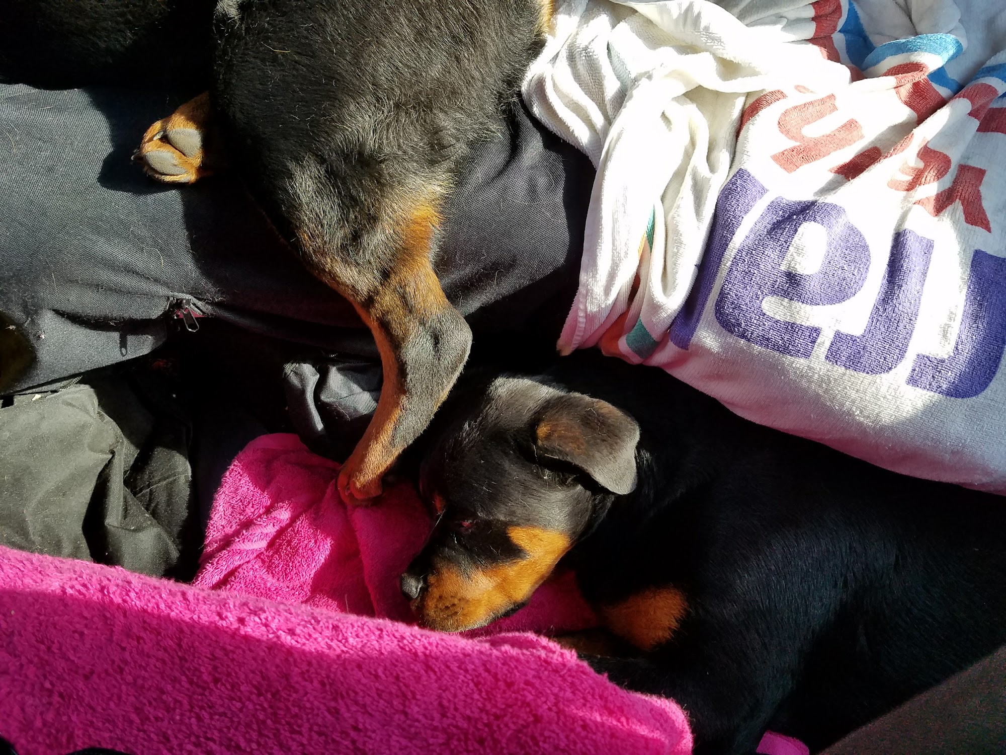 Greater Kansas City Dog Training Club Inc Raytown