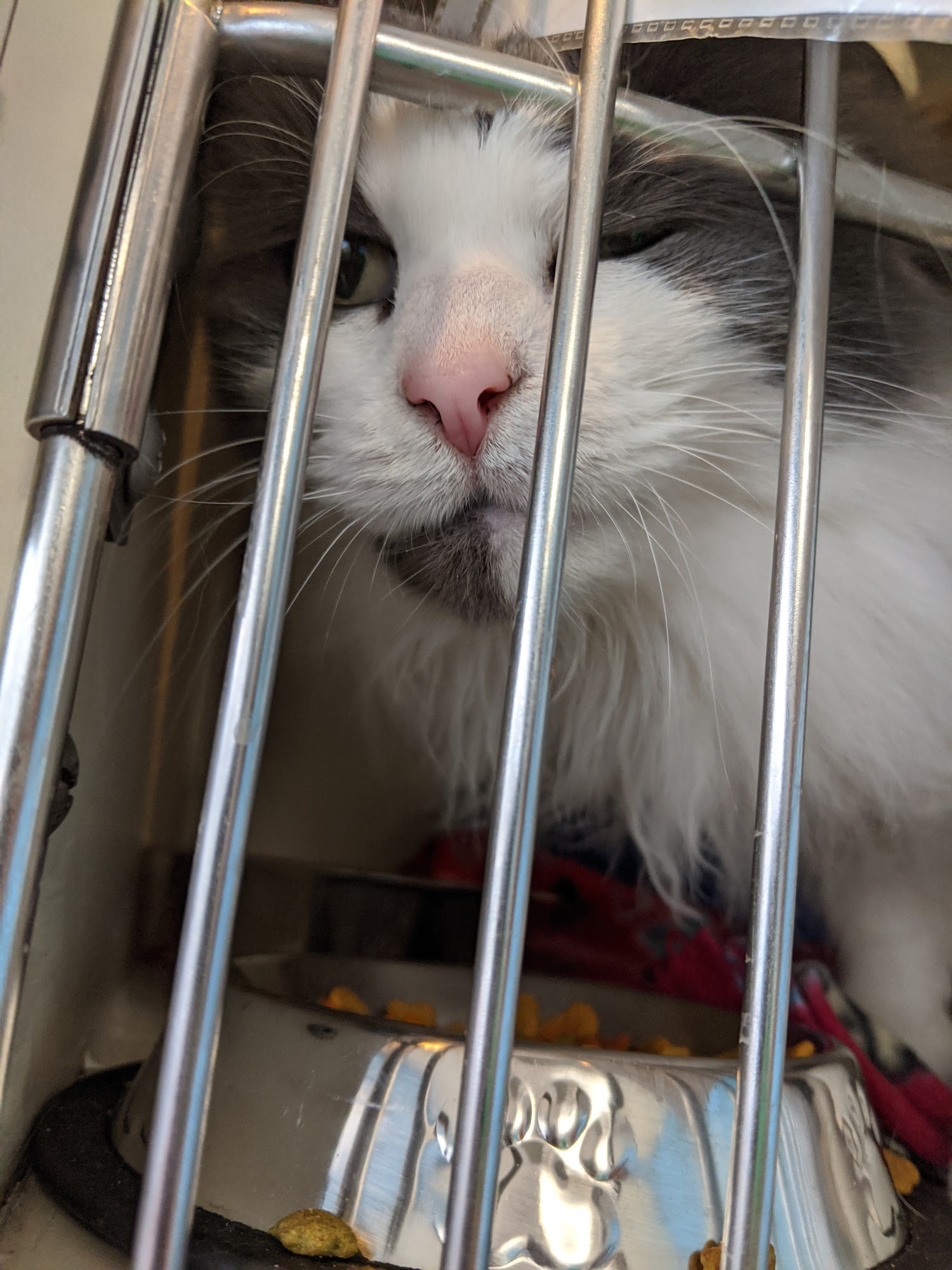 Midwest Animal ResQ (MARQ) Raytown