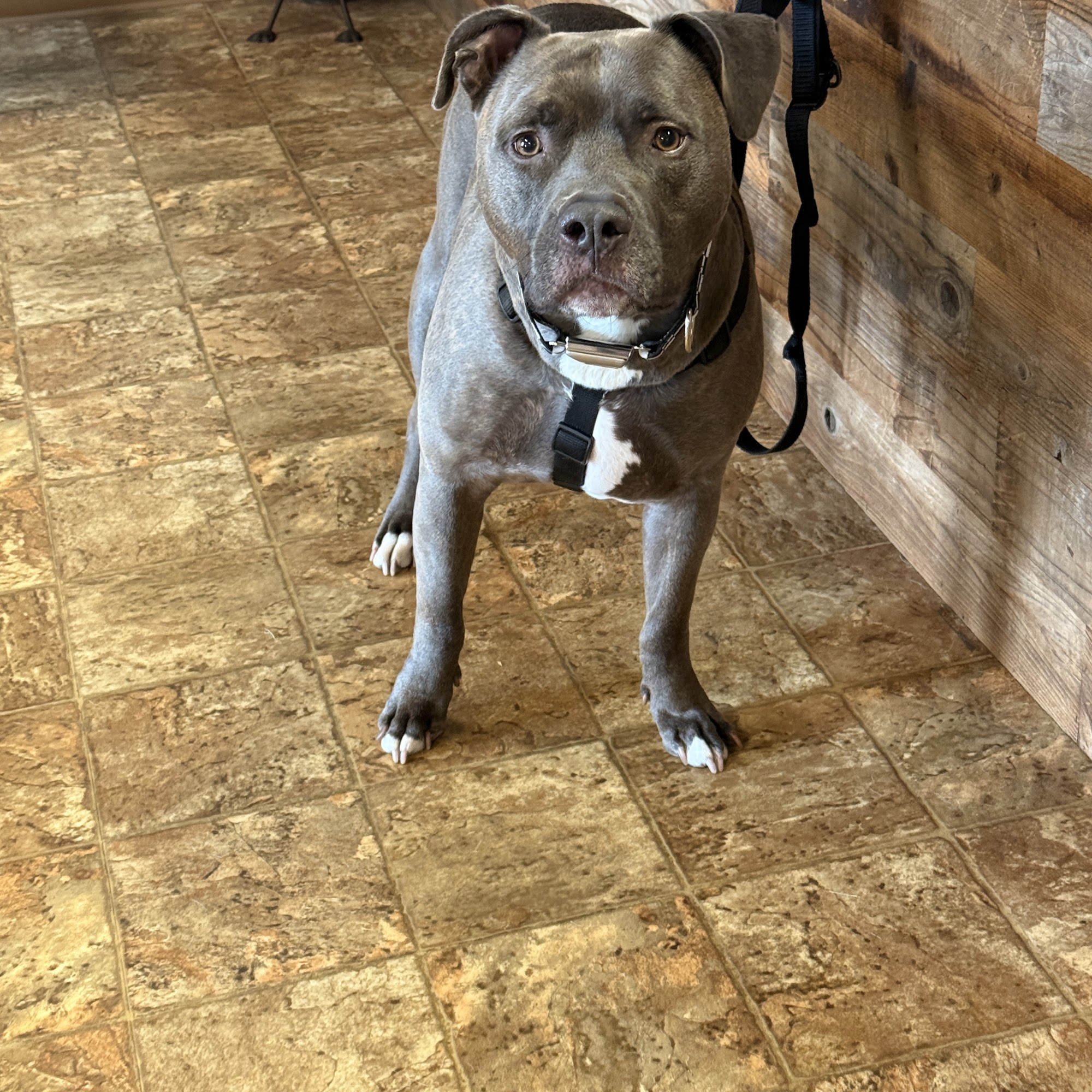 Family Pet Care LLC Republic