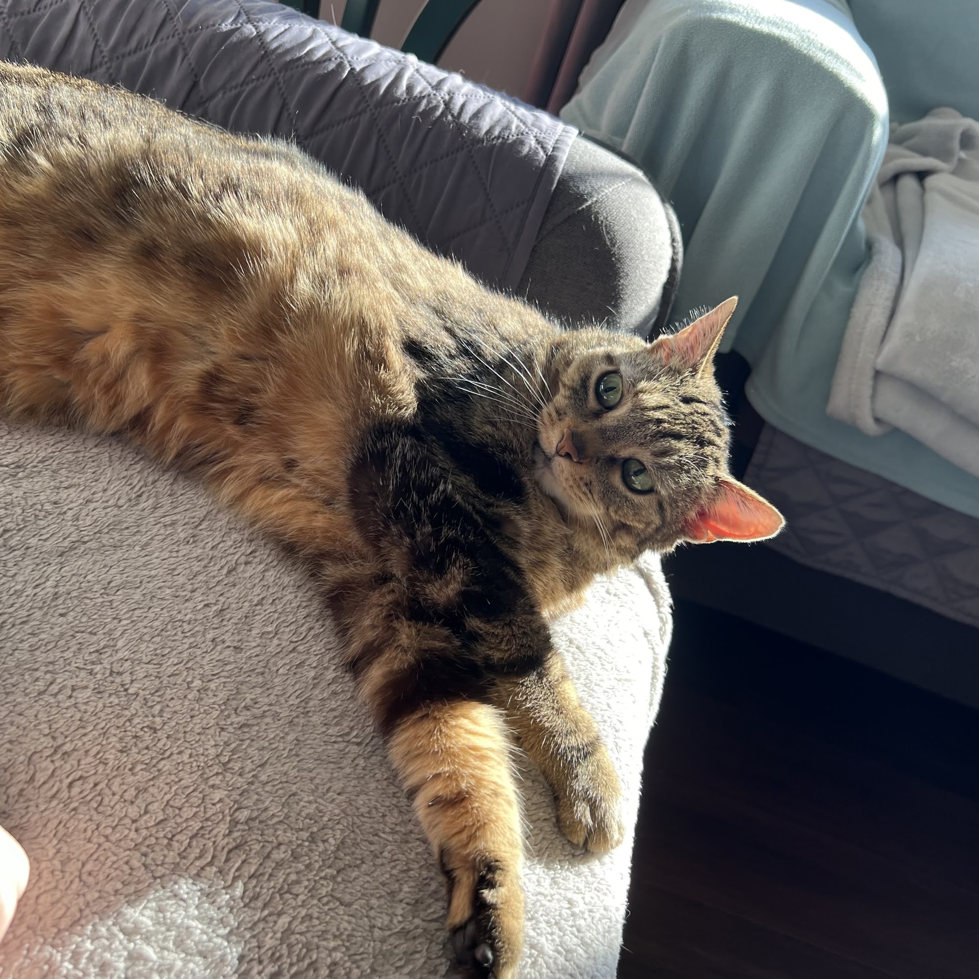 Republic Animal Hospital Republic