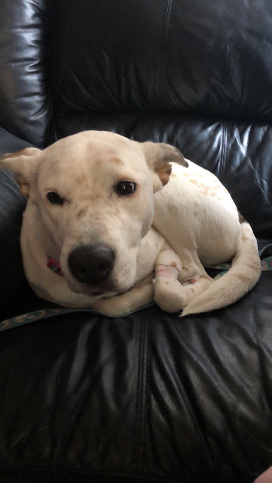 Republic Animal Hospital Republic