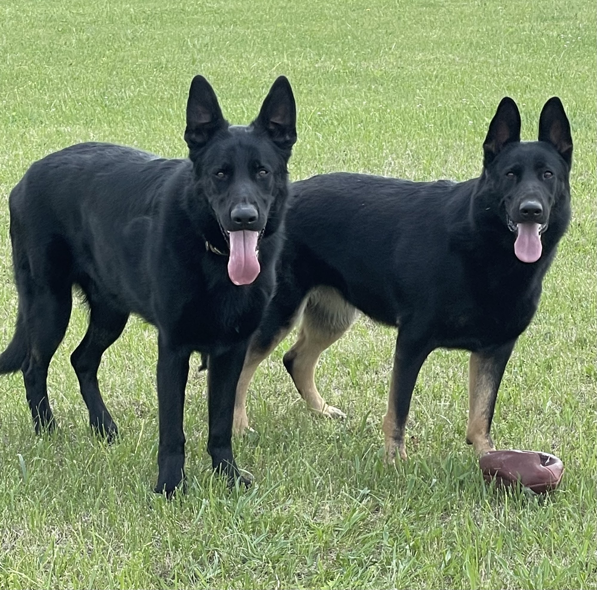 The Mutt Hutt Republic