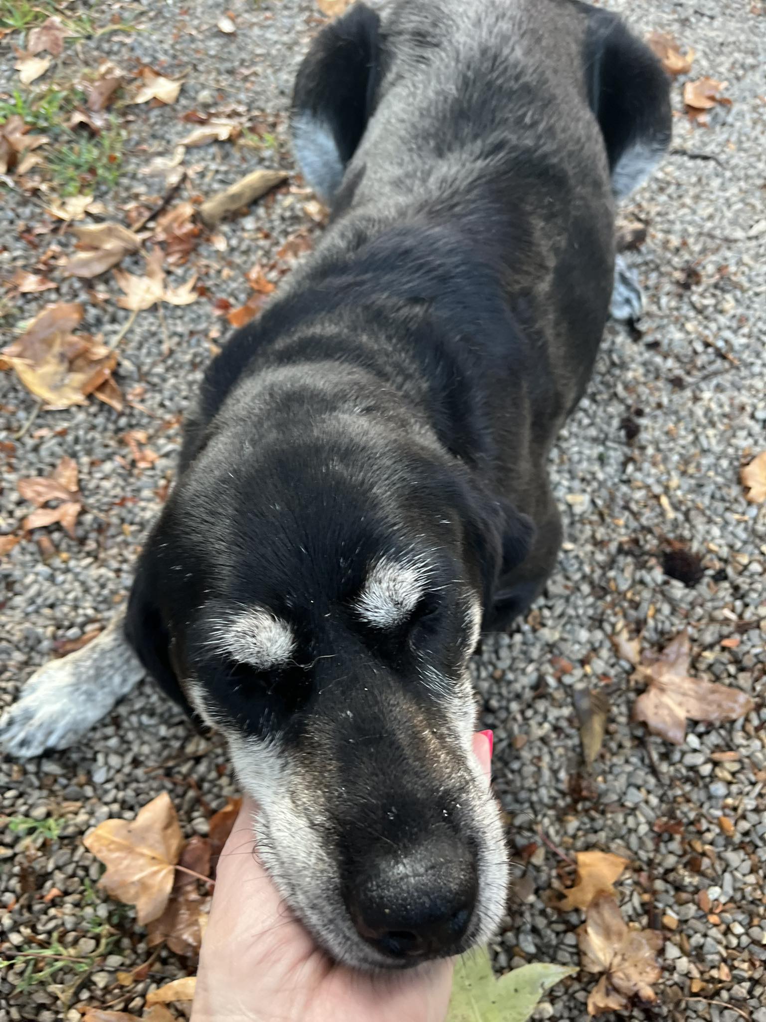 Bark Avenue Republic LLC Republic