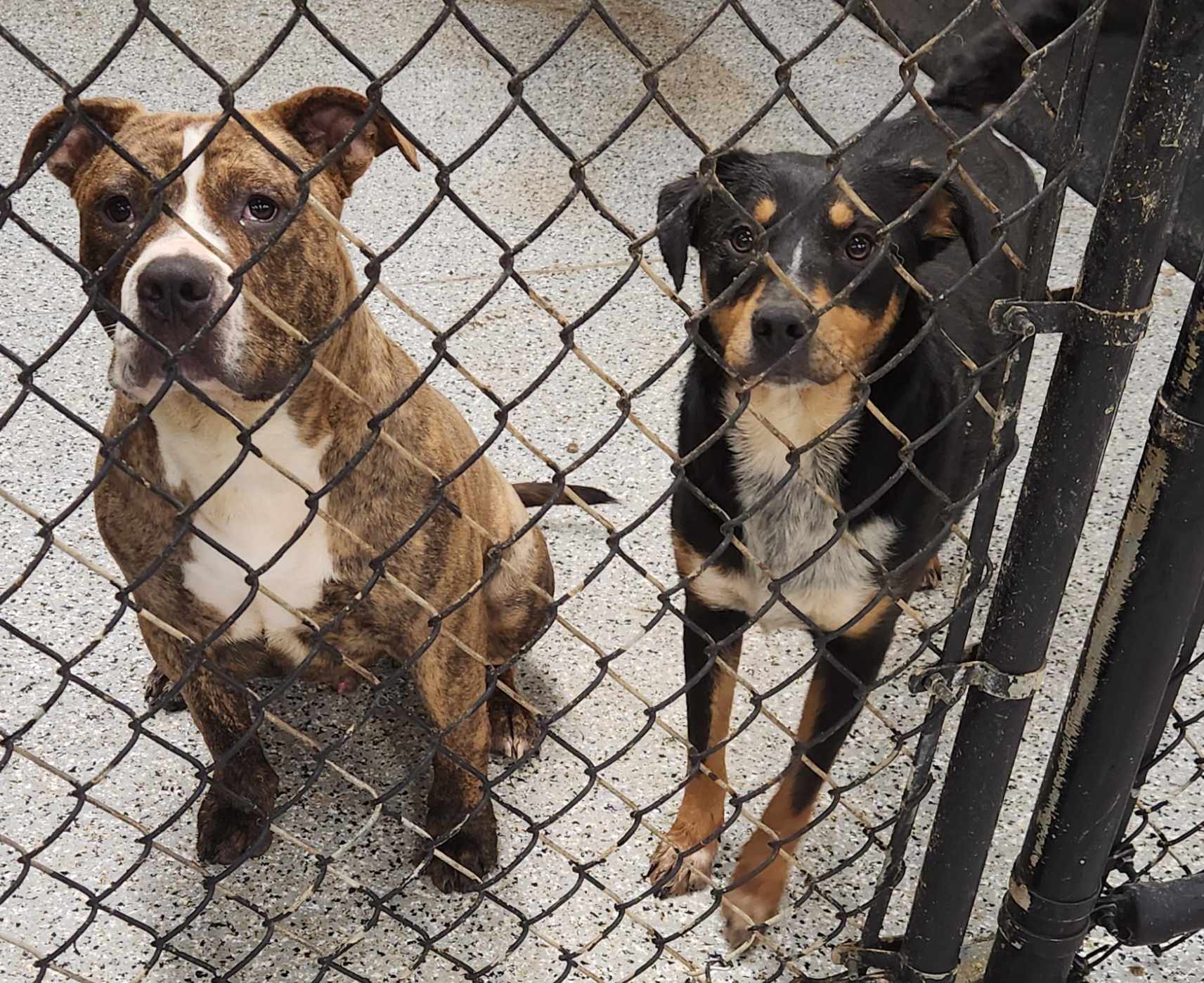 Republic Animal Control Republic