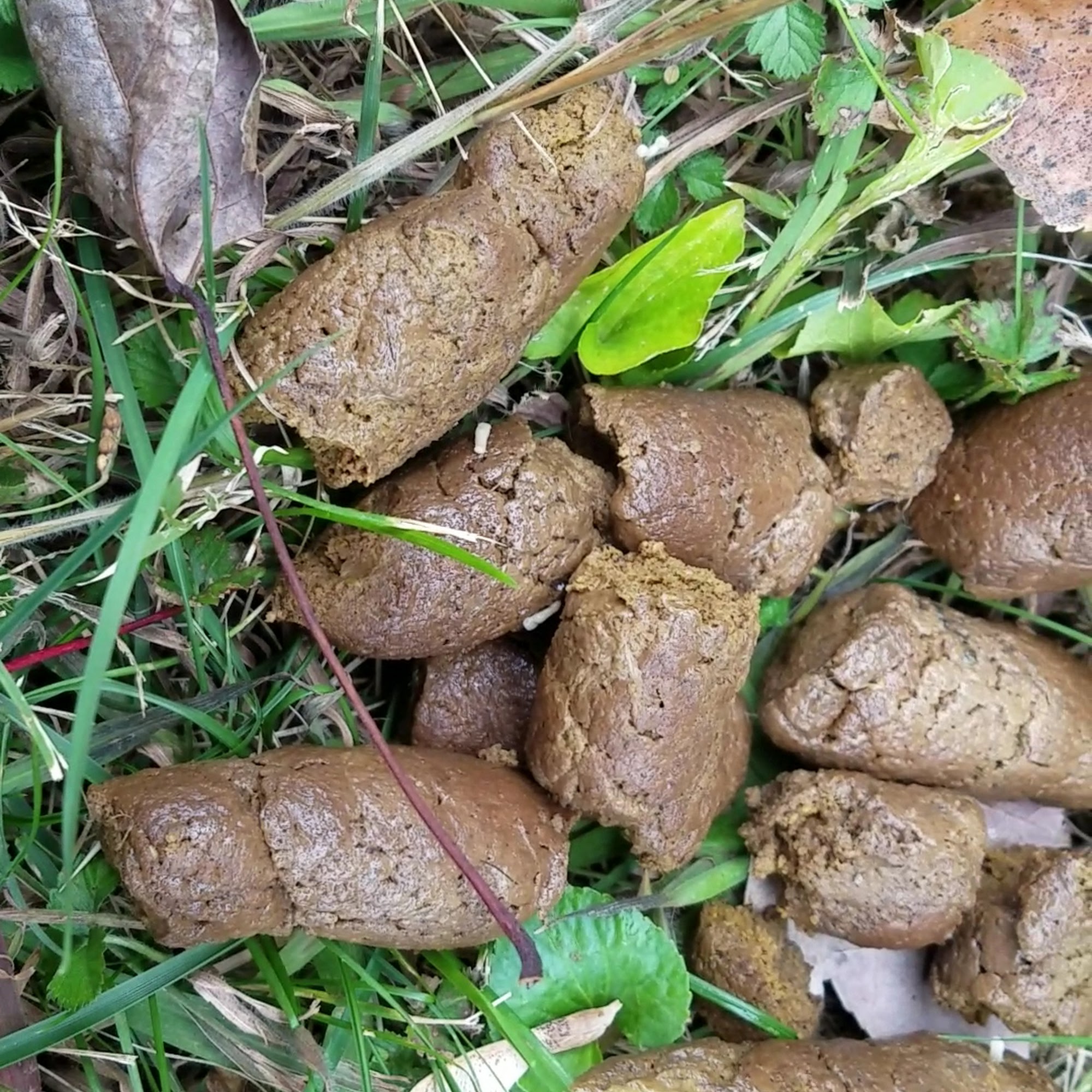 Millis Animal Hospital Richmond Heights