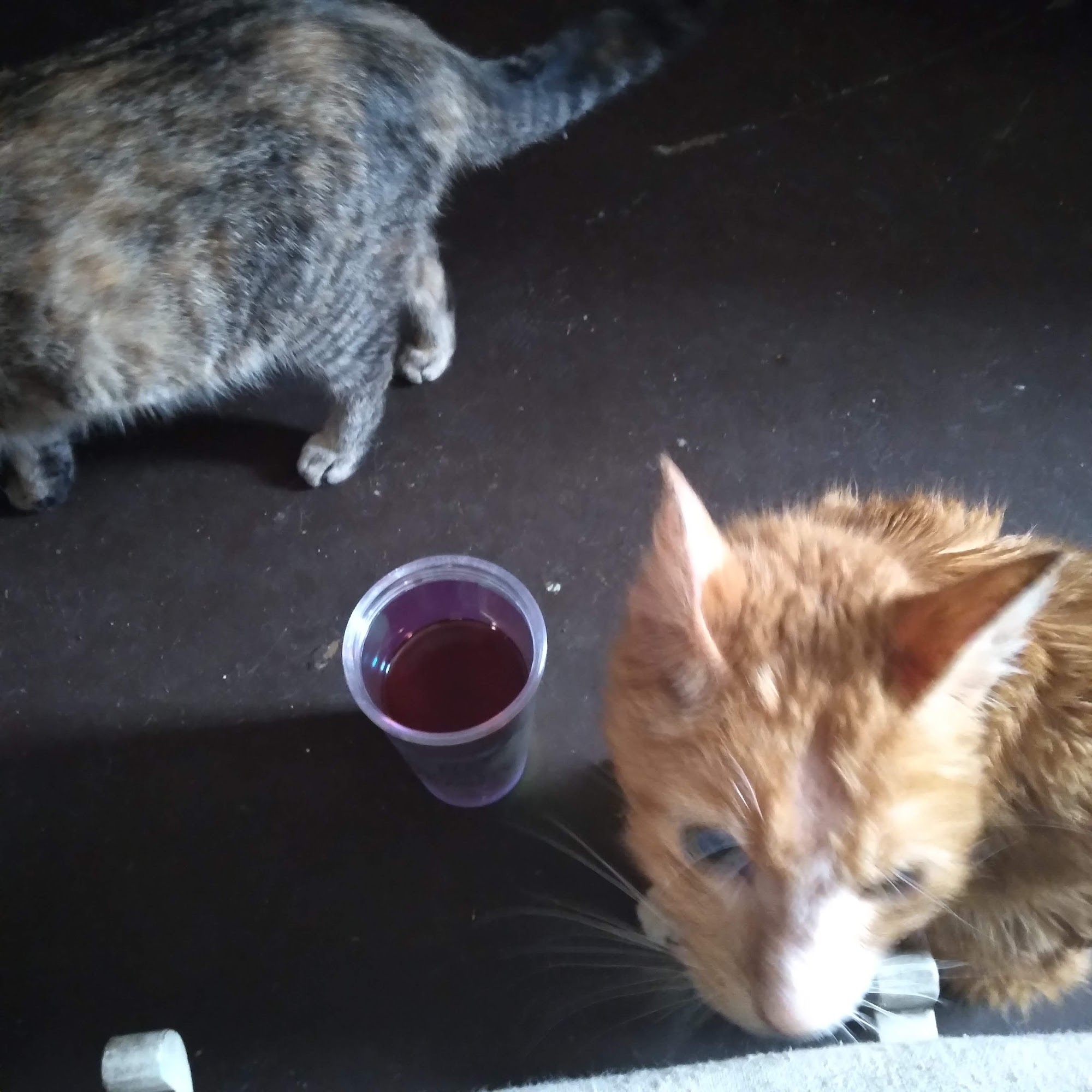 Renfro Veterinary Services Richmond