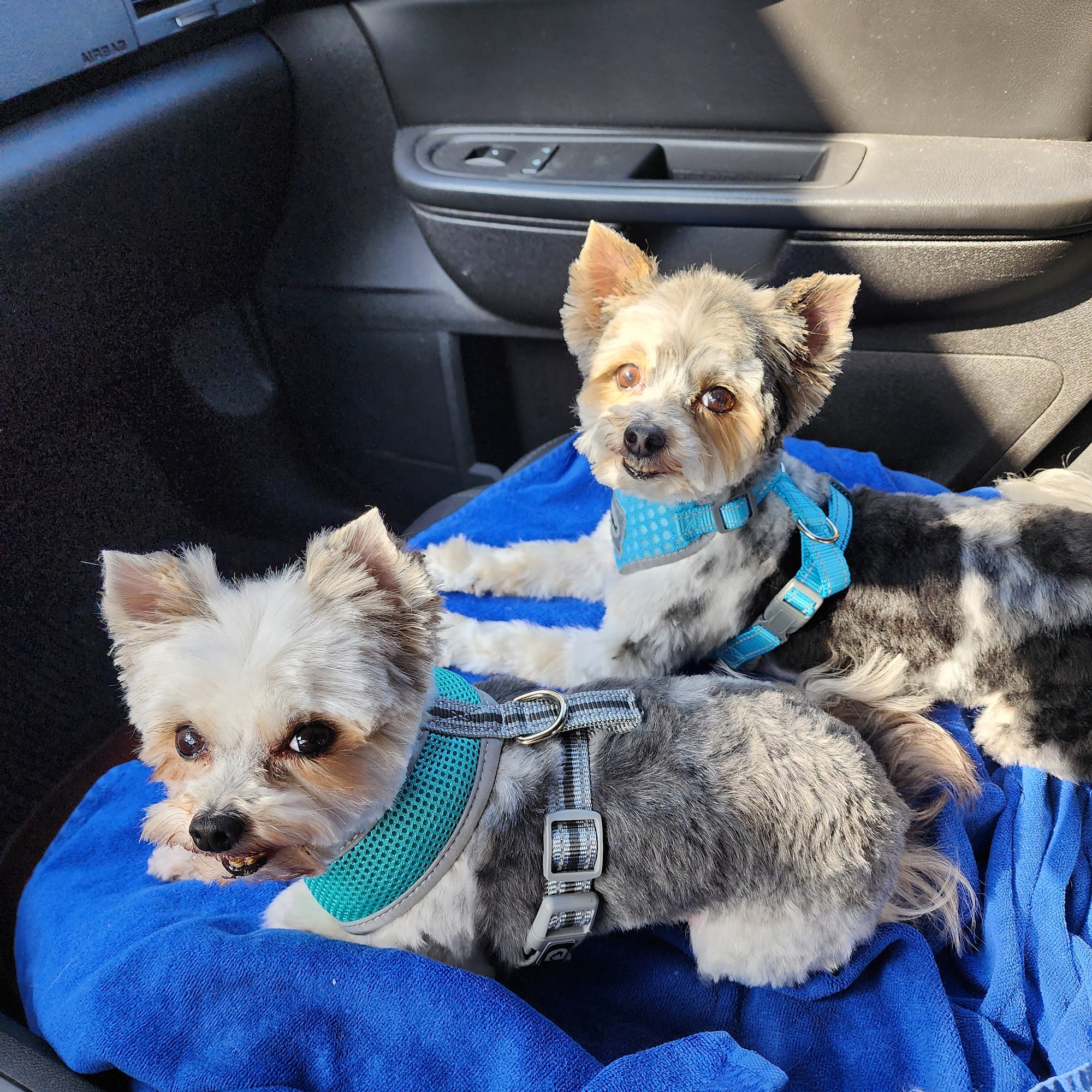 Tender Heart Animal Clinic Rogersville