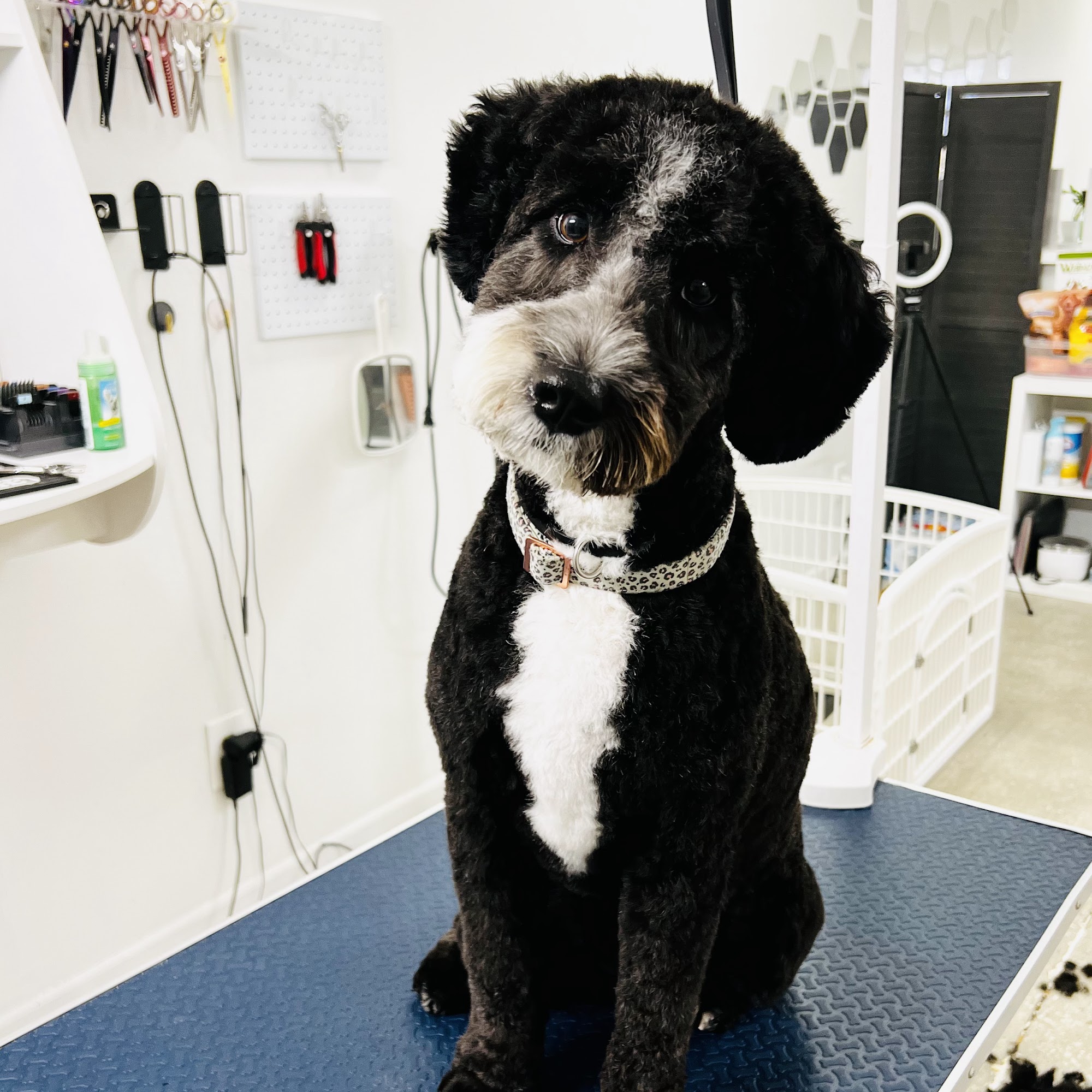 The Furologist LLC Rogersville