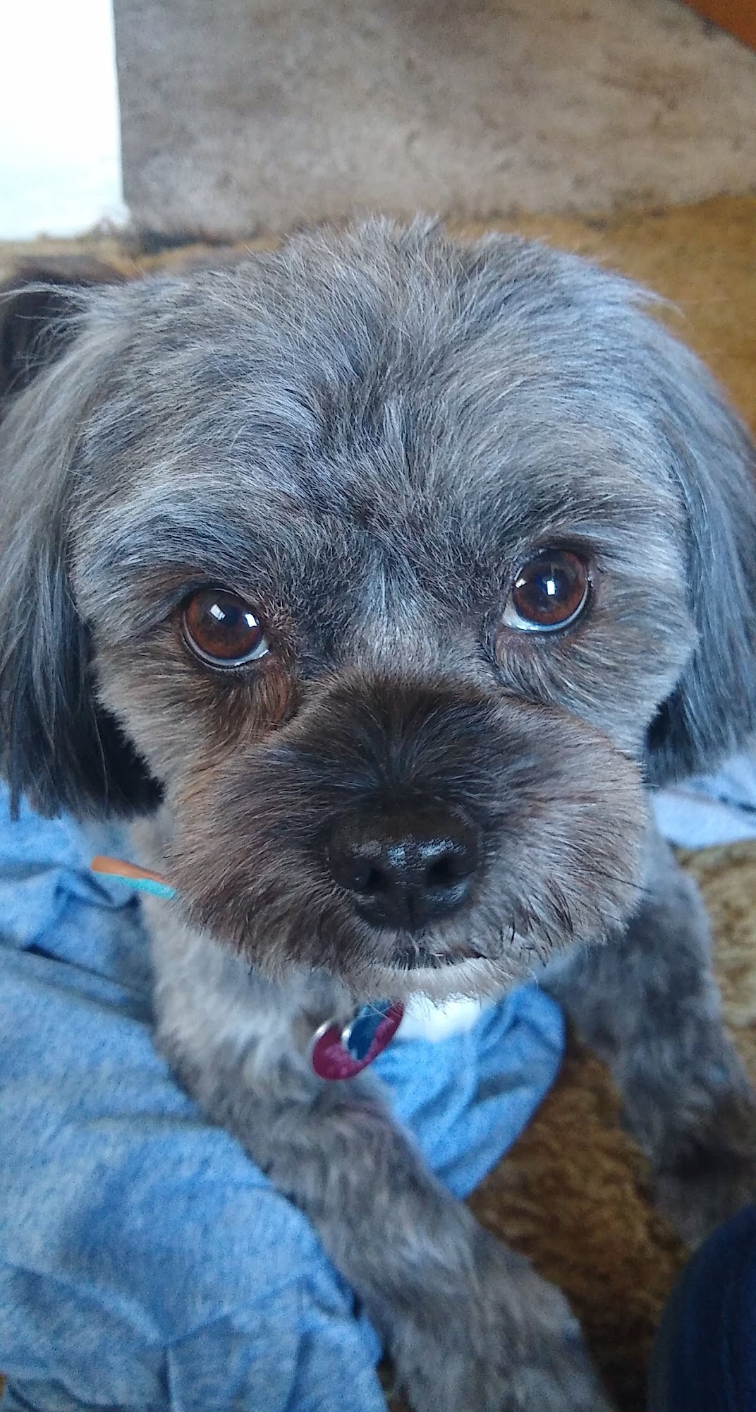 Carol's Pet Salon Rolla