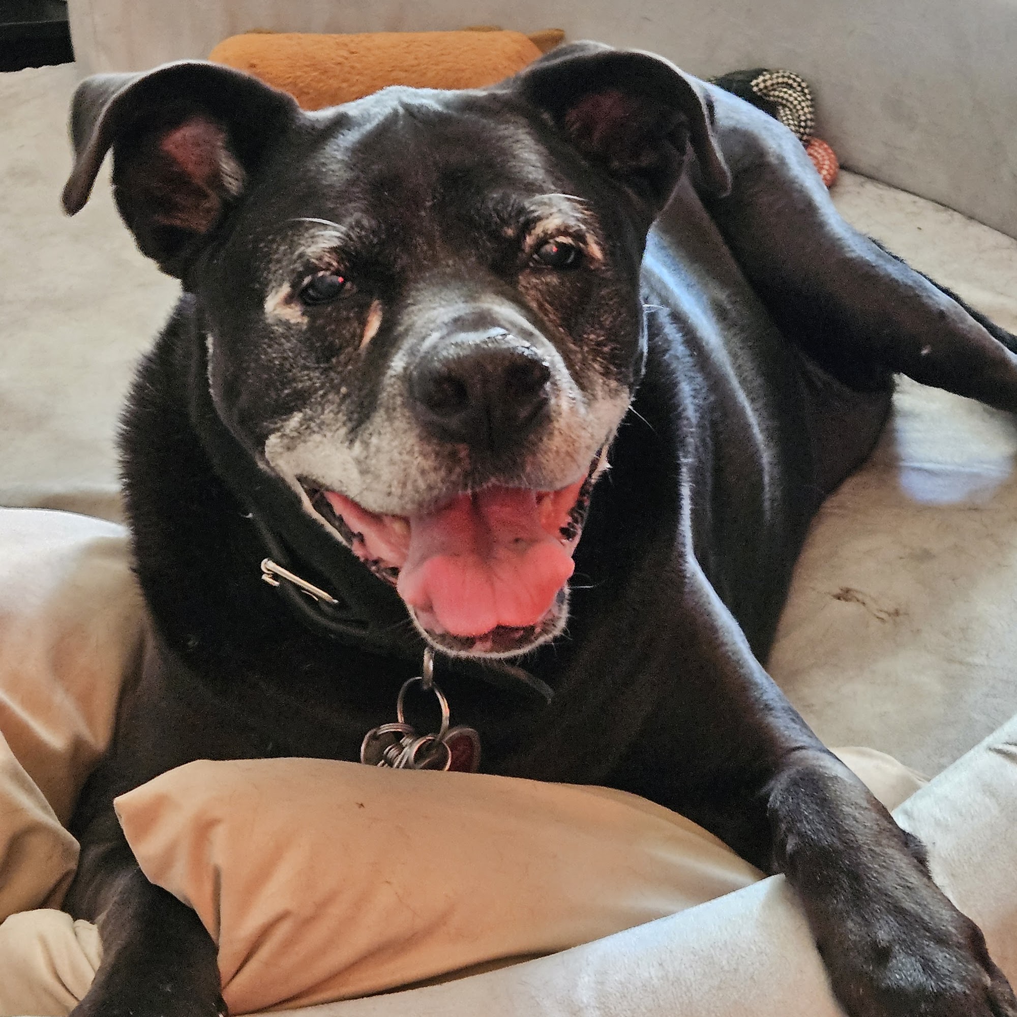 Rolla Animal Hospital Rolla