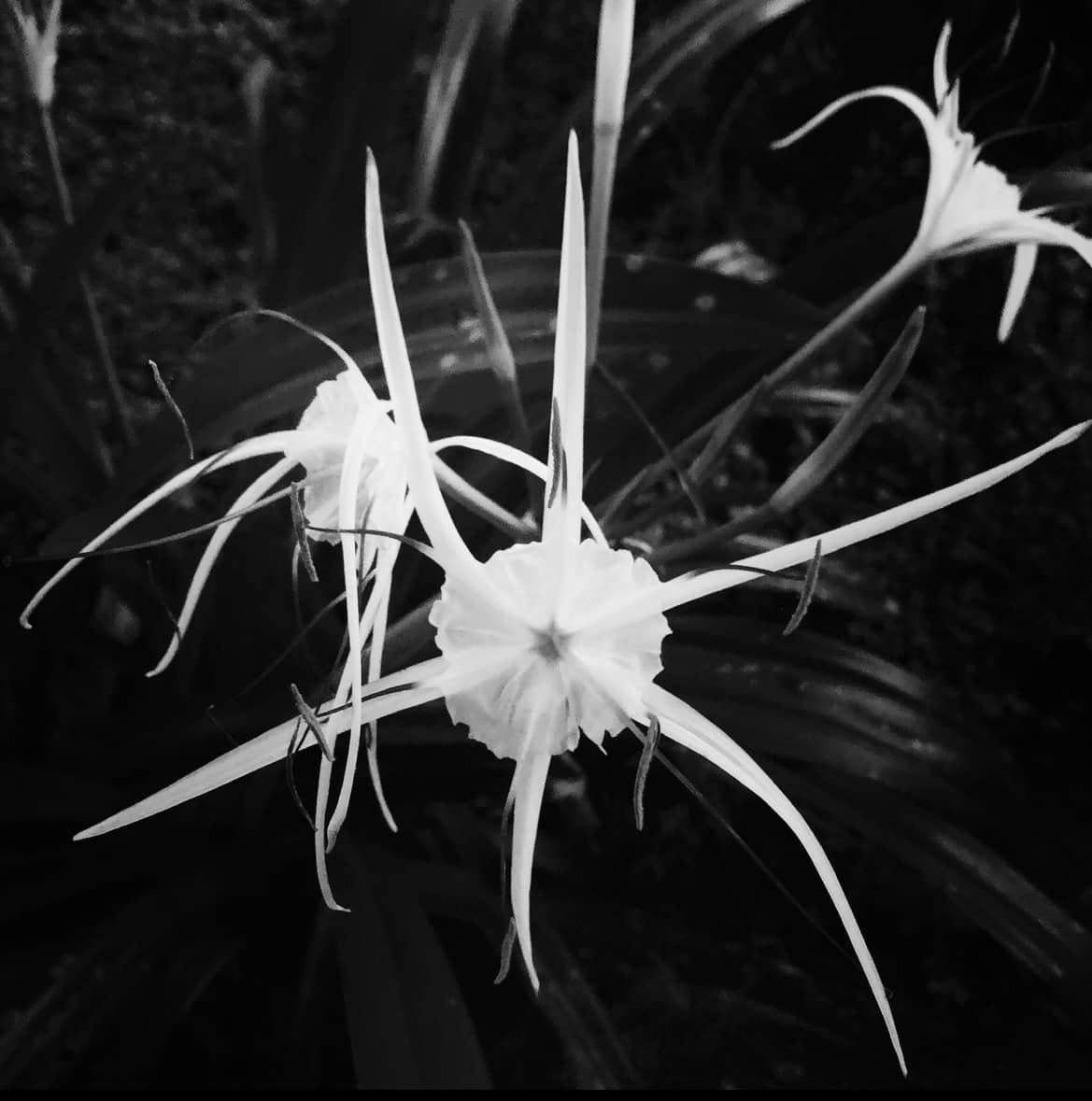 Jill Michaels Photography