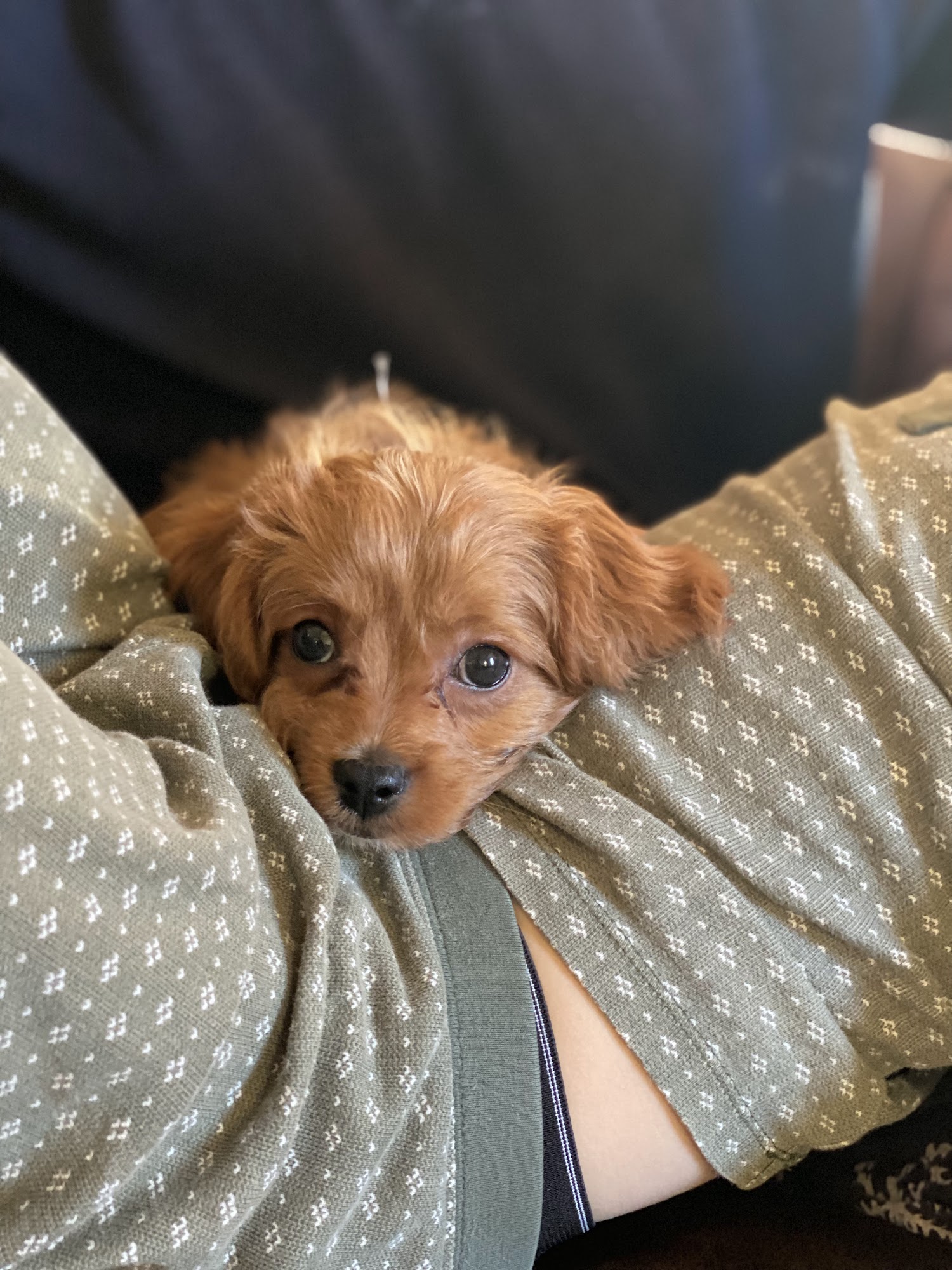 South Side Animal Clinic Rolla