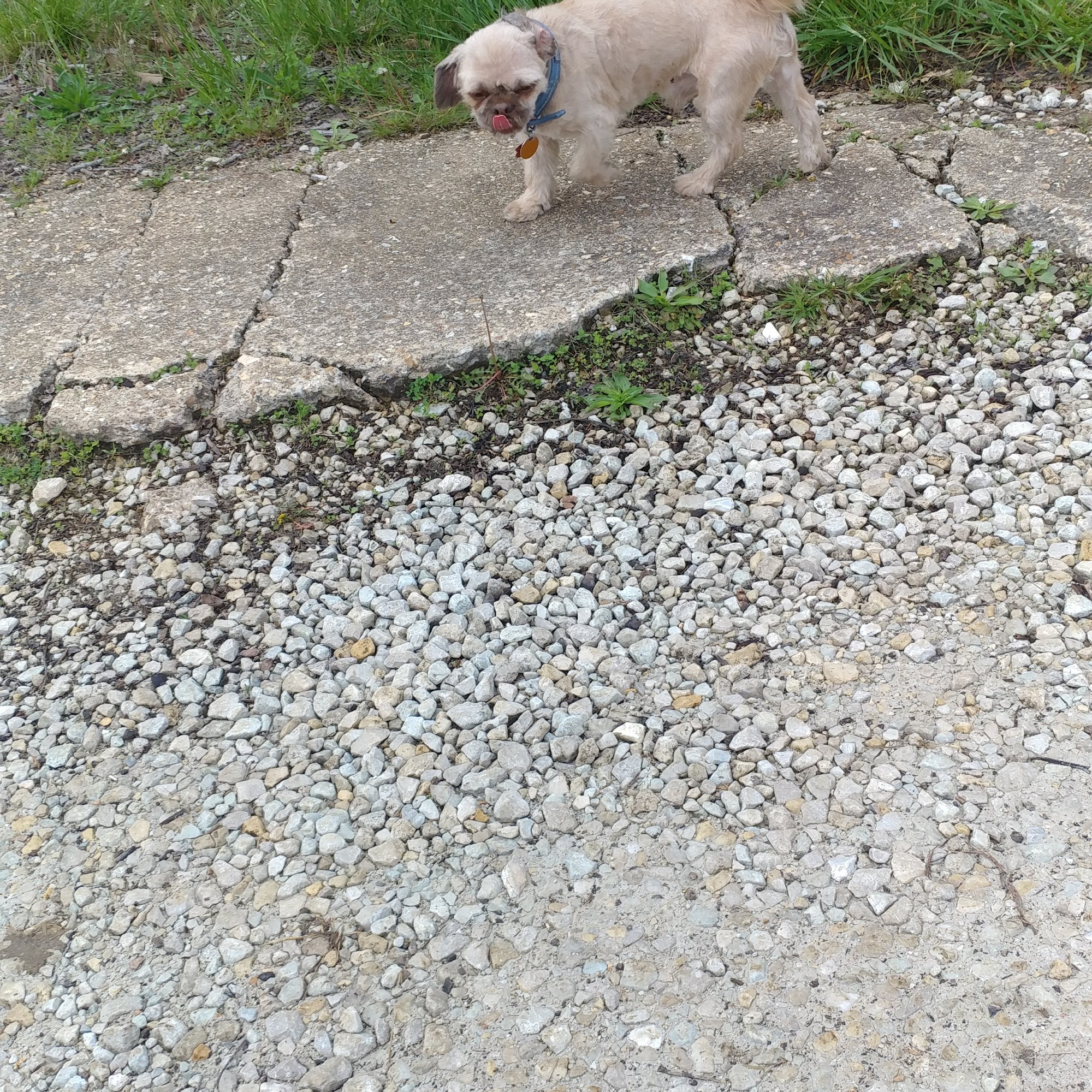 Camp Creek Kennel Rolla