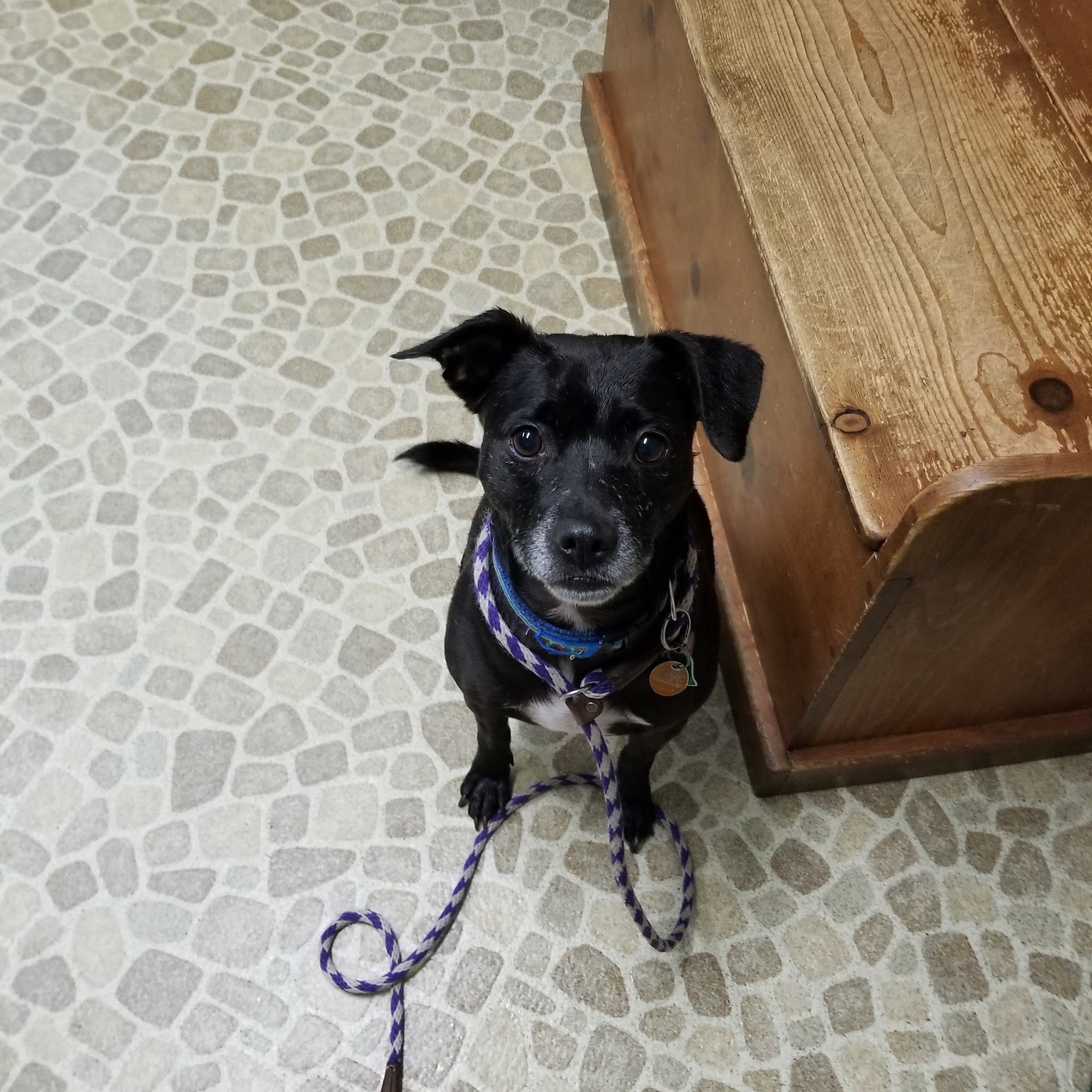 St Charles Animal Hospital Saint Charles