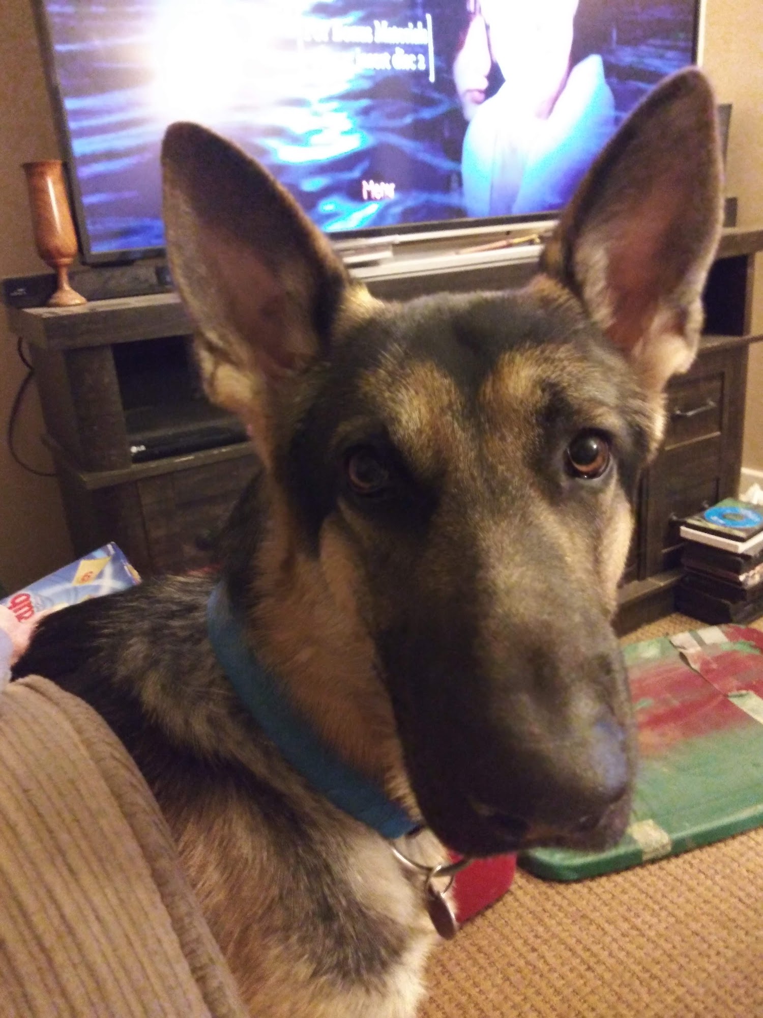 St Clair Pet Hospital Saint Clair